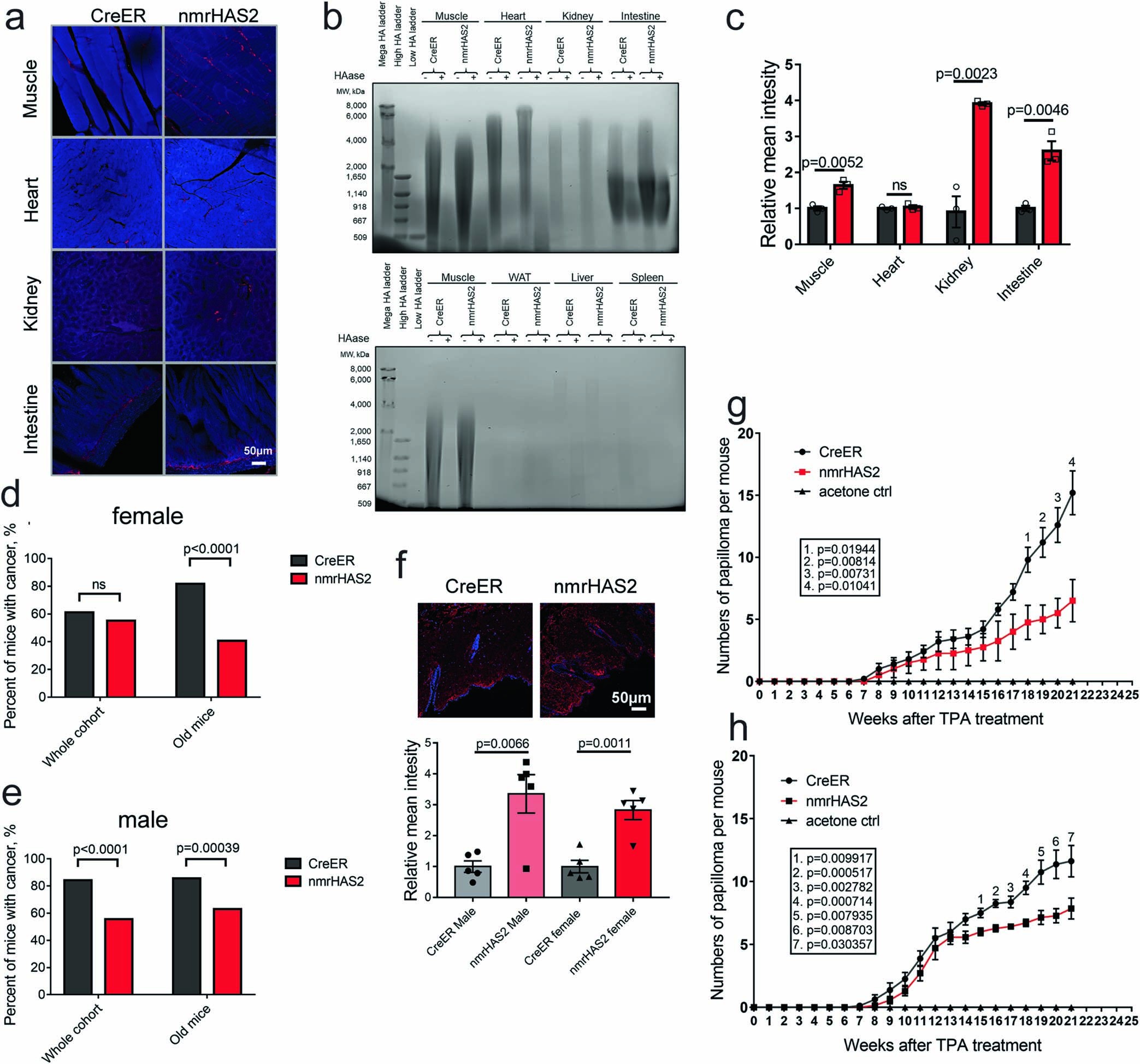 Extended Data Fig. 1: nmrHAS2 mice exhibit resistance to spontaneous and induced cancer.
