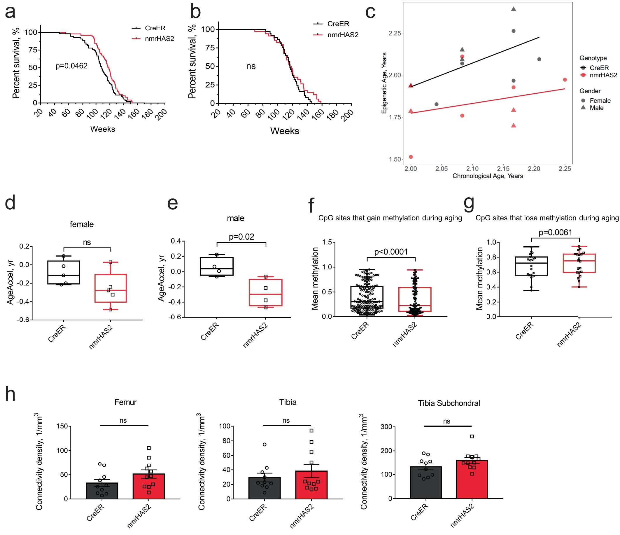 Extended Data Fig. 2: nmrHAS2 mice show extended lifespan and healthspan.