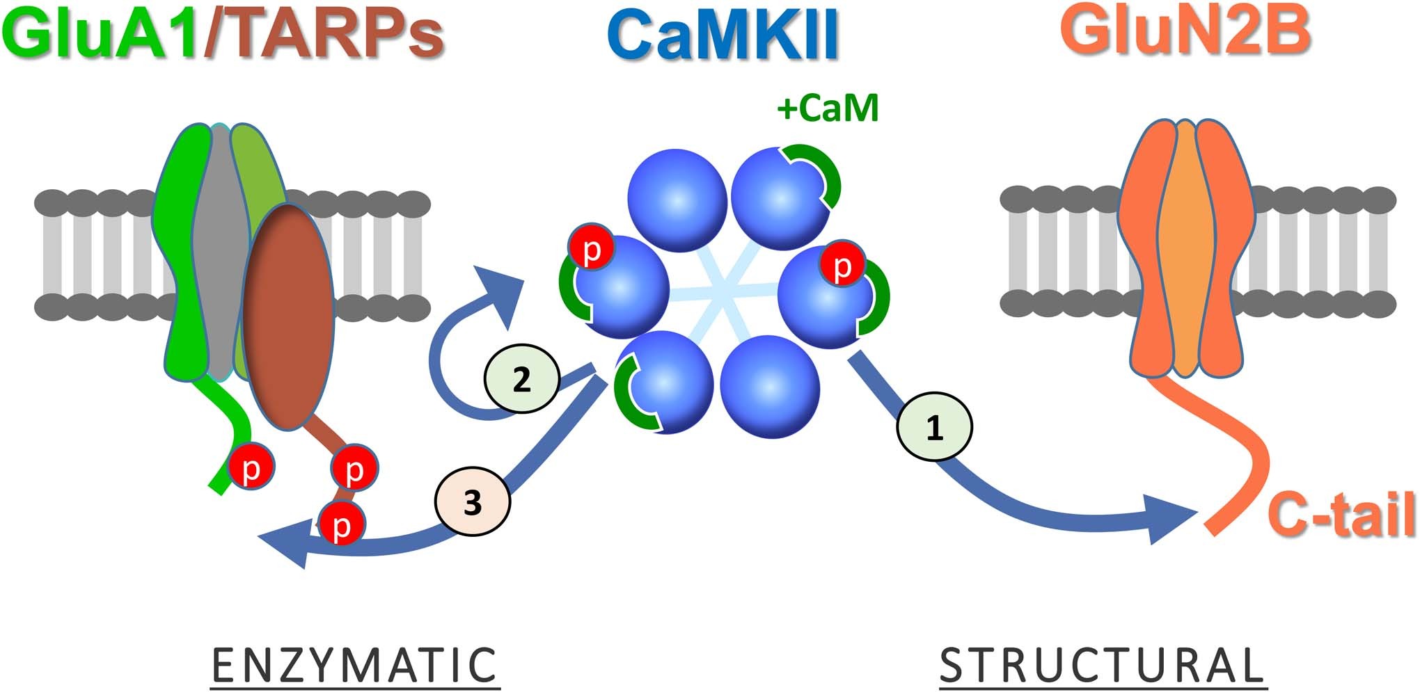 Extended Data Fig. 6: Schematic of primary conclusions.