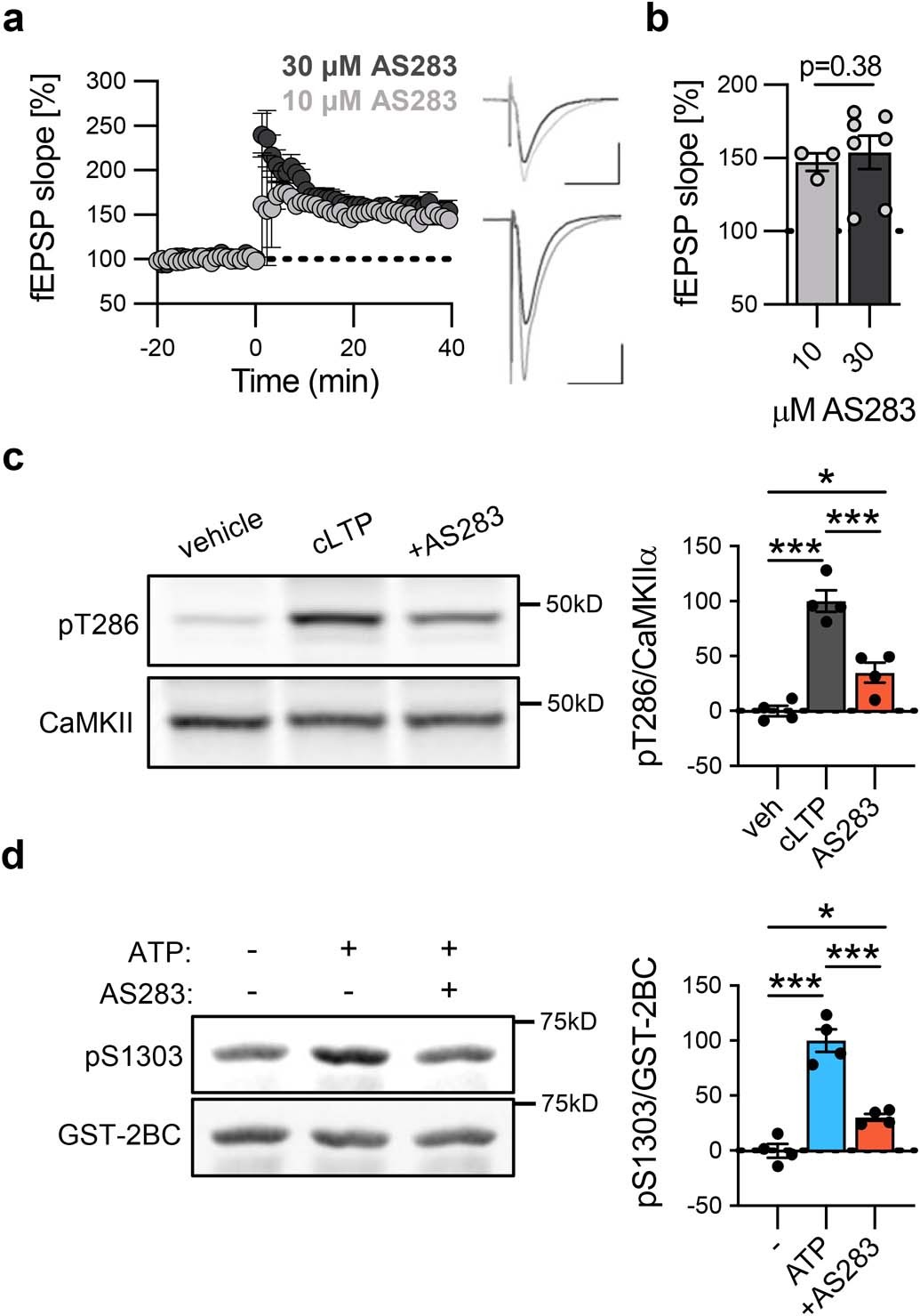 Extended Data Fig. 3: No difference in LTP in WT mice when CaMKII is inhibited by either 10 or 30 μM AS283. Data are presented as mean values +/− SEM.