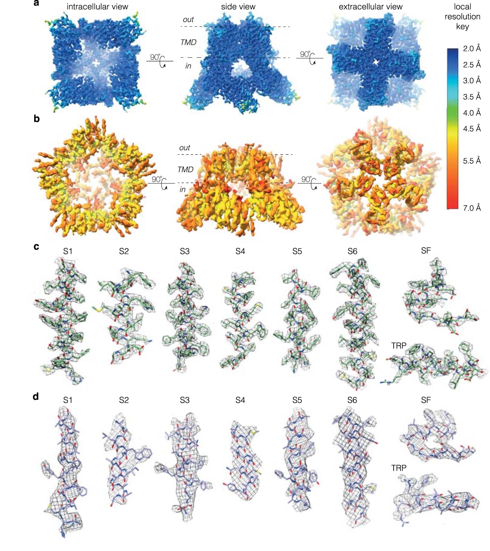 Extended Data Fig. 6: Cryo-EM density maps of the TRPV3 tetramer and pentamer.