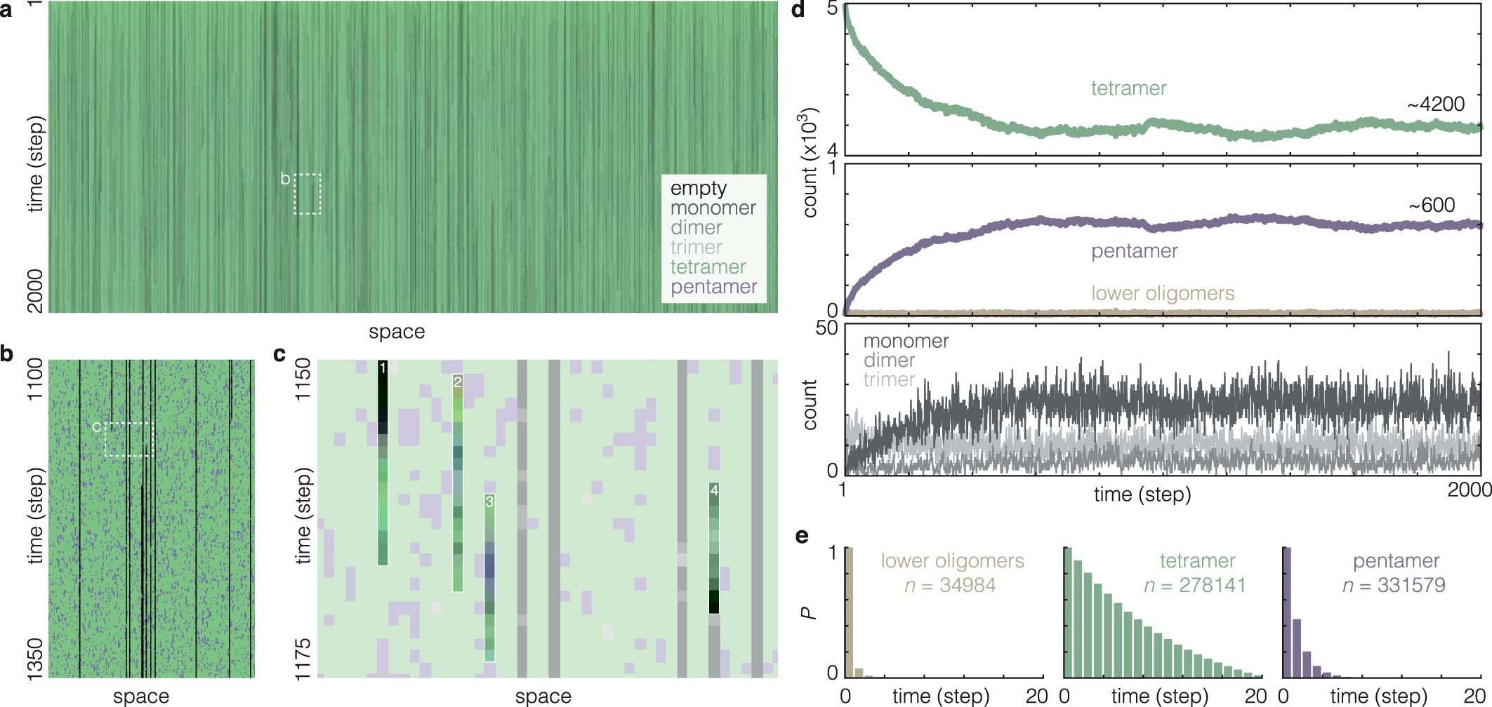Extended Data Fig. 9: Simulation of oligomeric state transitions.