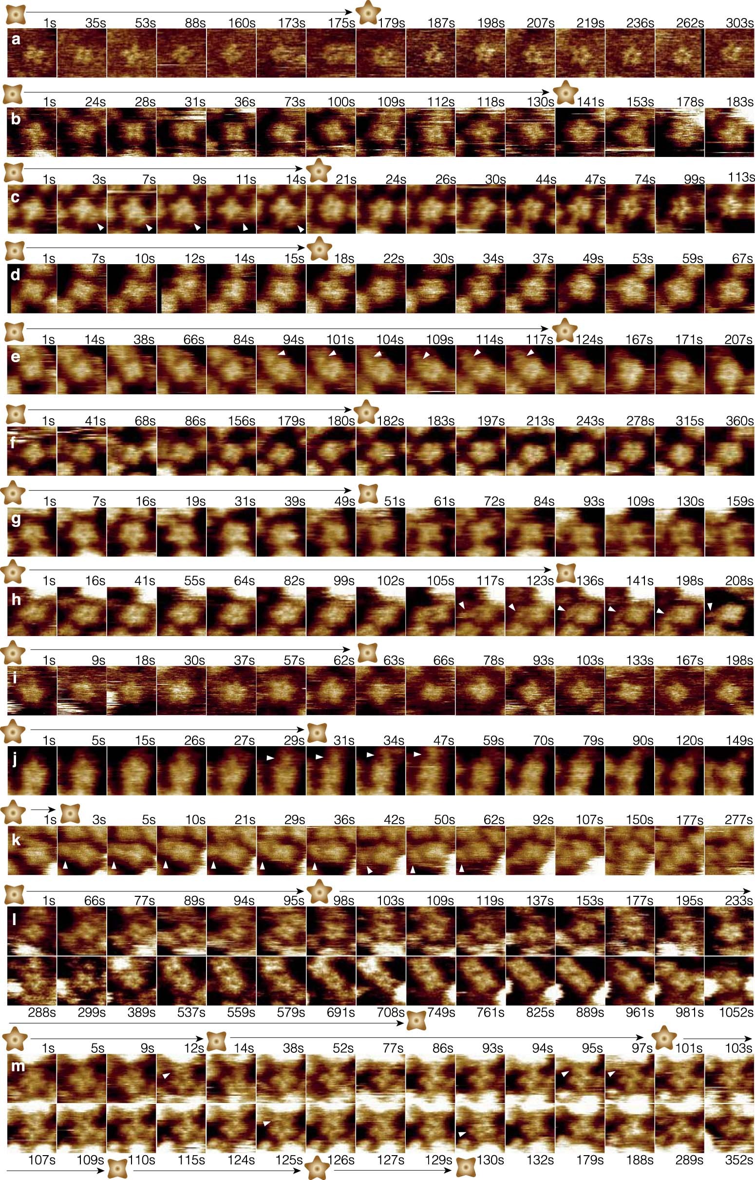 Extended Data Fig. 3: The TRPV3 tetramer and pentamer are reversible.