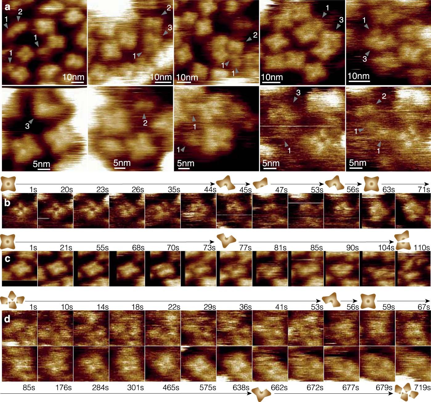 Extended Data Fig. 4: TRPV3 tetramers can breakup into fragments and reform.