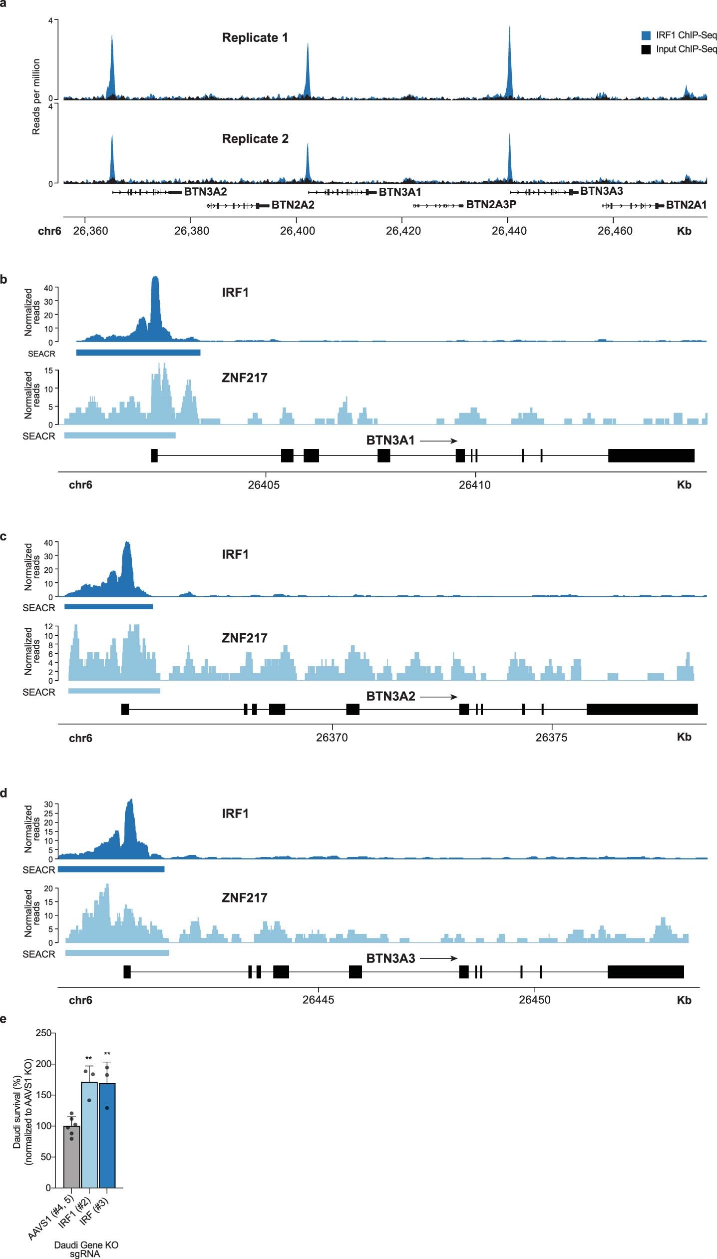 Extended Data Fig. 8: IRF1 and ZNF217 CUT&RUN, ChIP-Seq, and Vγ9Vδ2 T cell killing.