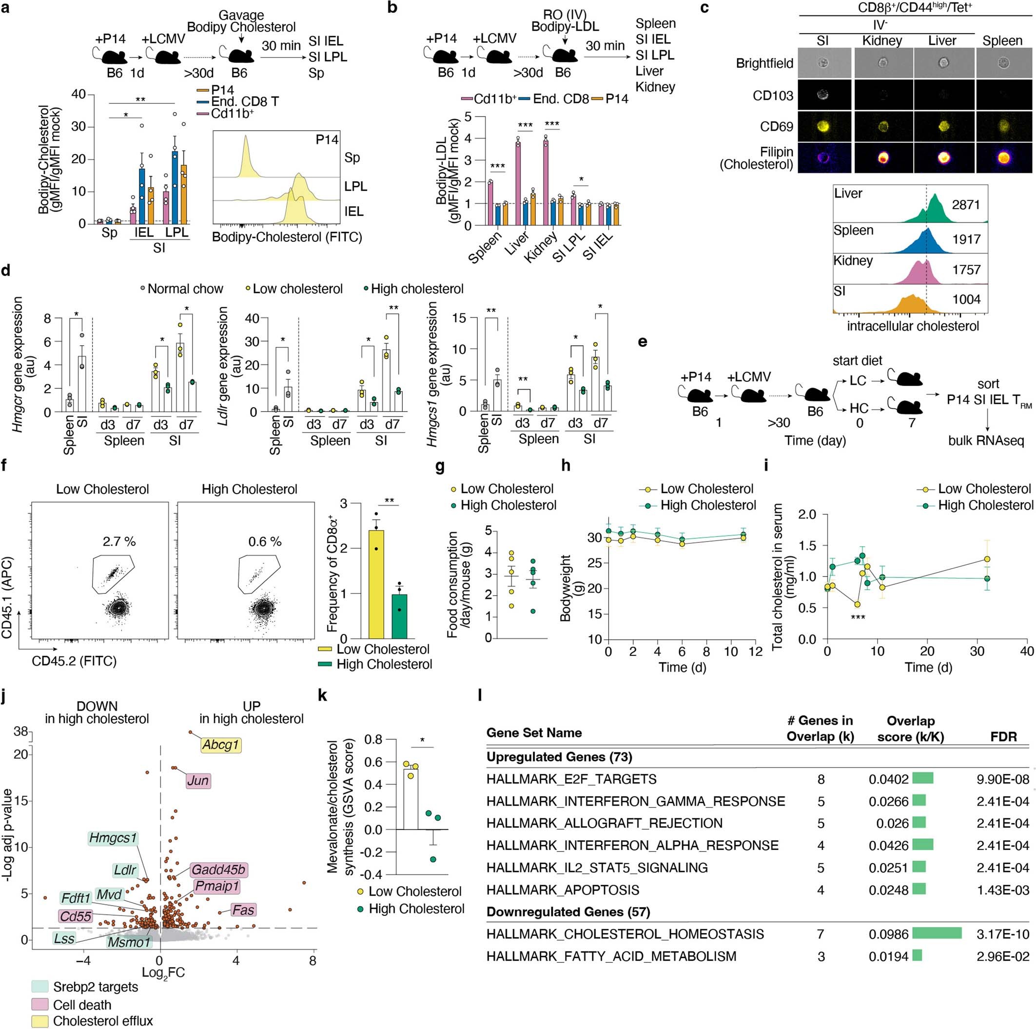 Extended Data Fig. 5: SI TRM uptake and sense dietary cholesterol.