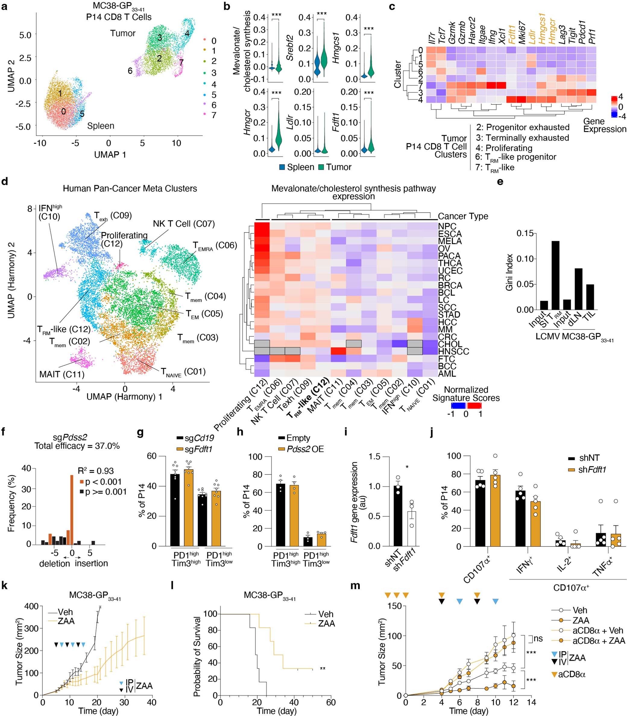 Extended Data Fig. 7: Increased production of non-steroidal products of the mevalonate-cholesterol synthesis pathway is a common requirement between SI TRM and TIL.