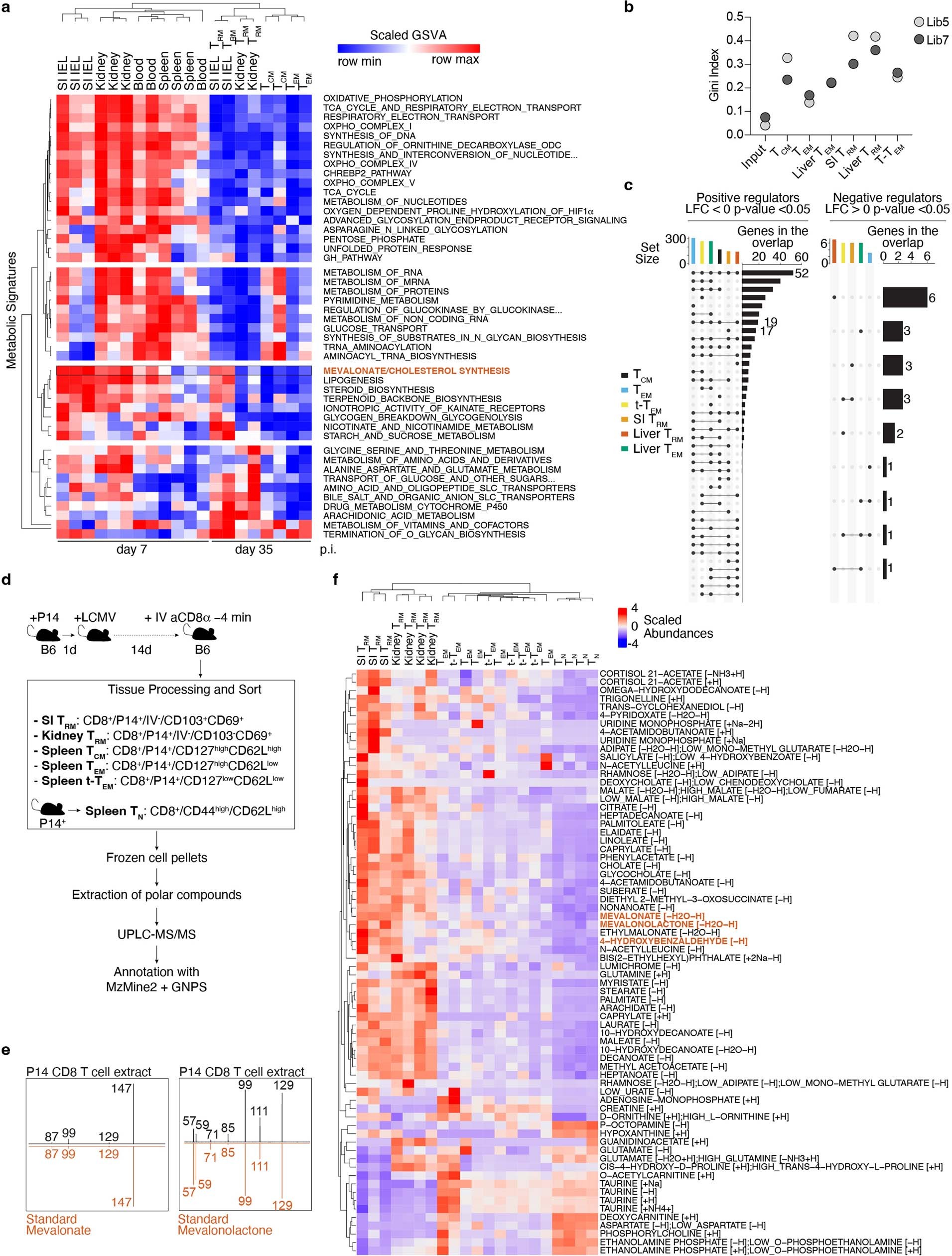 Extended Data Fig. 1: Functional genetics in vivo, metabolomics and transcriptional analysis of ex vivo populations of memory CD8+ T cells identify a graded upregulation of a Srebp2-dependent metabolic programming across TRM.