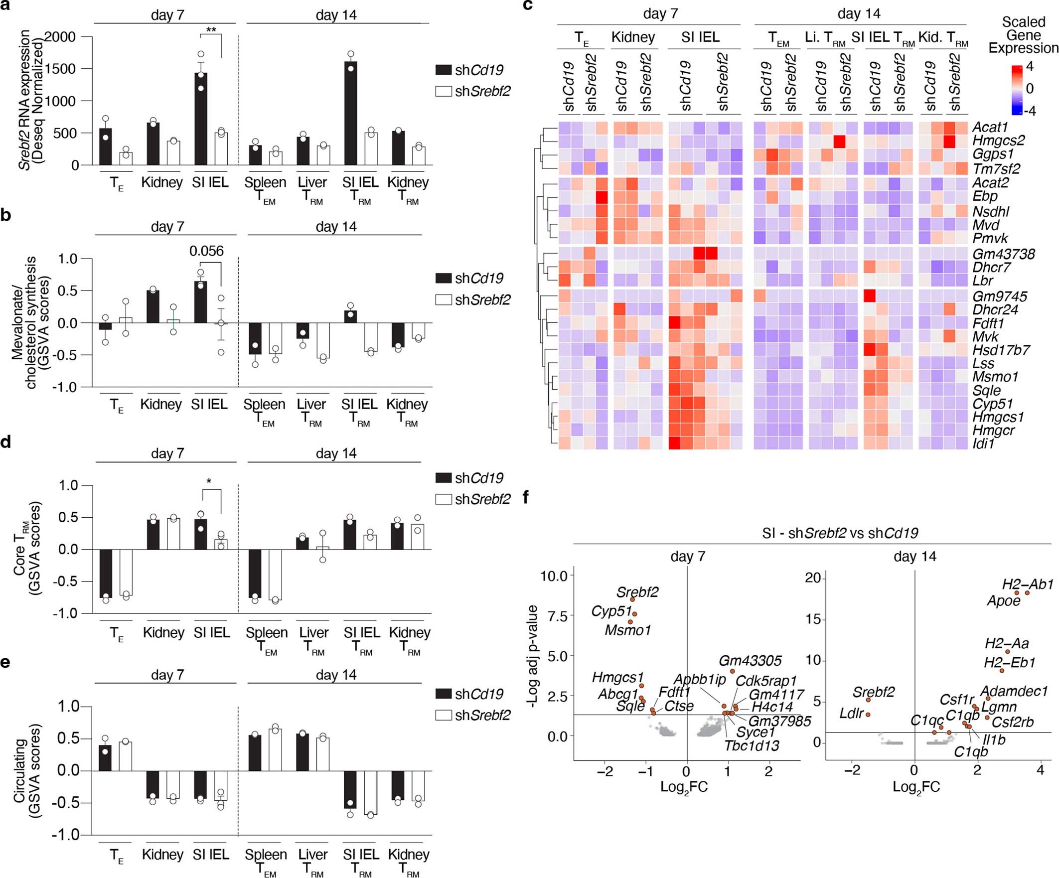 Extended Data Fig. 4: Limited effect of Srebp2 on transcriptional programs of CD8+ T cell differentiation.