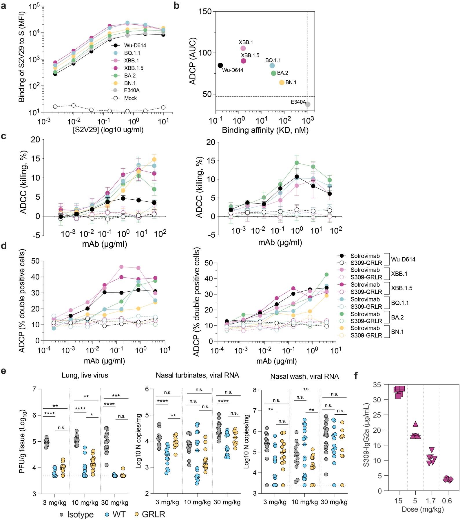Extended Data Fig. 4: Sotrovimab promotes Fc-mediated effector functions and protects against viral challenge with the SARS-CoV-2 BQ1.1 and XBB.1.5 variants.
