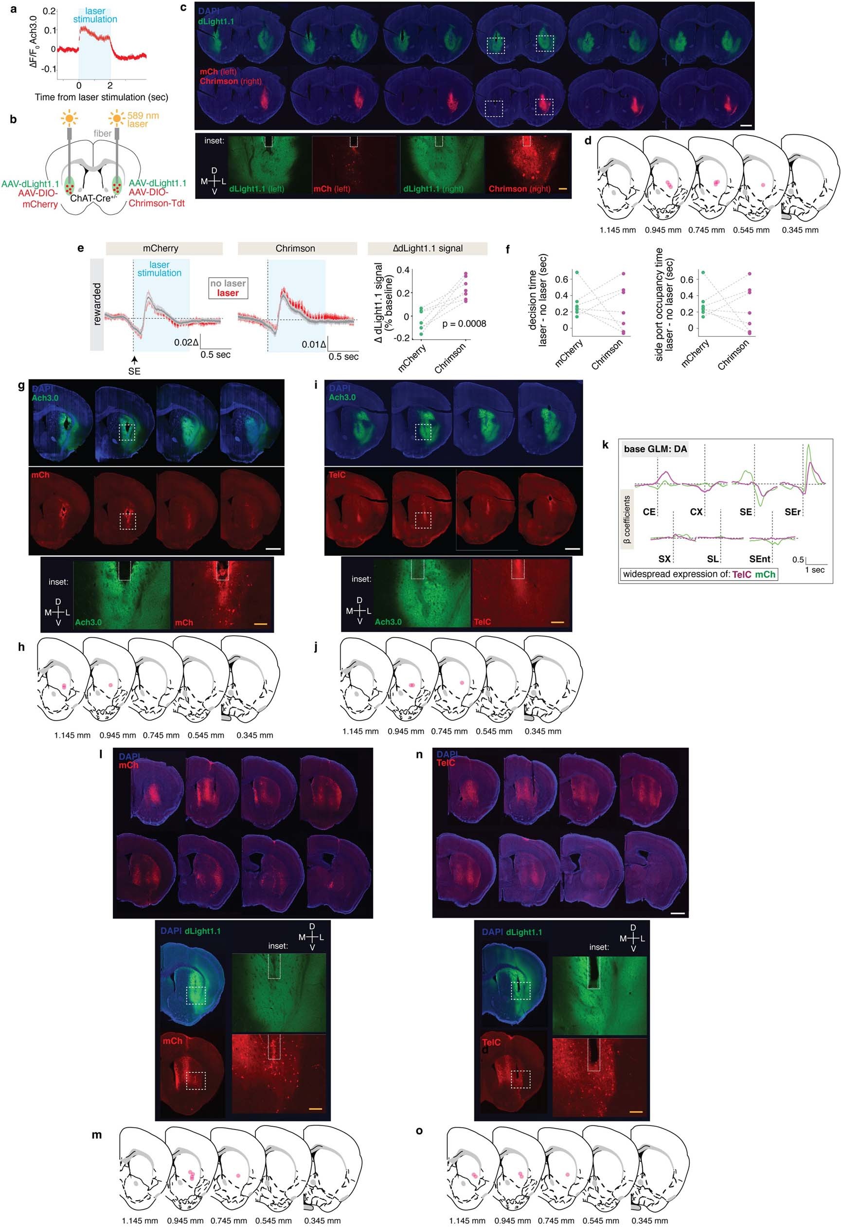 Extended Data Fig. 7: Optogenetic activation of VLS CINs, and histology for TelC expression in VLS CINs.