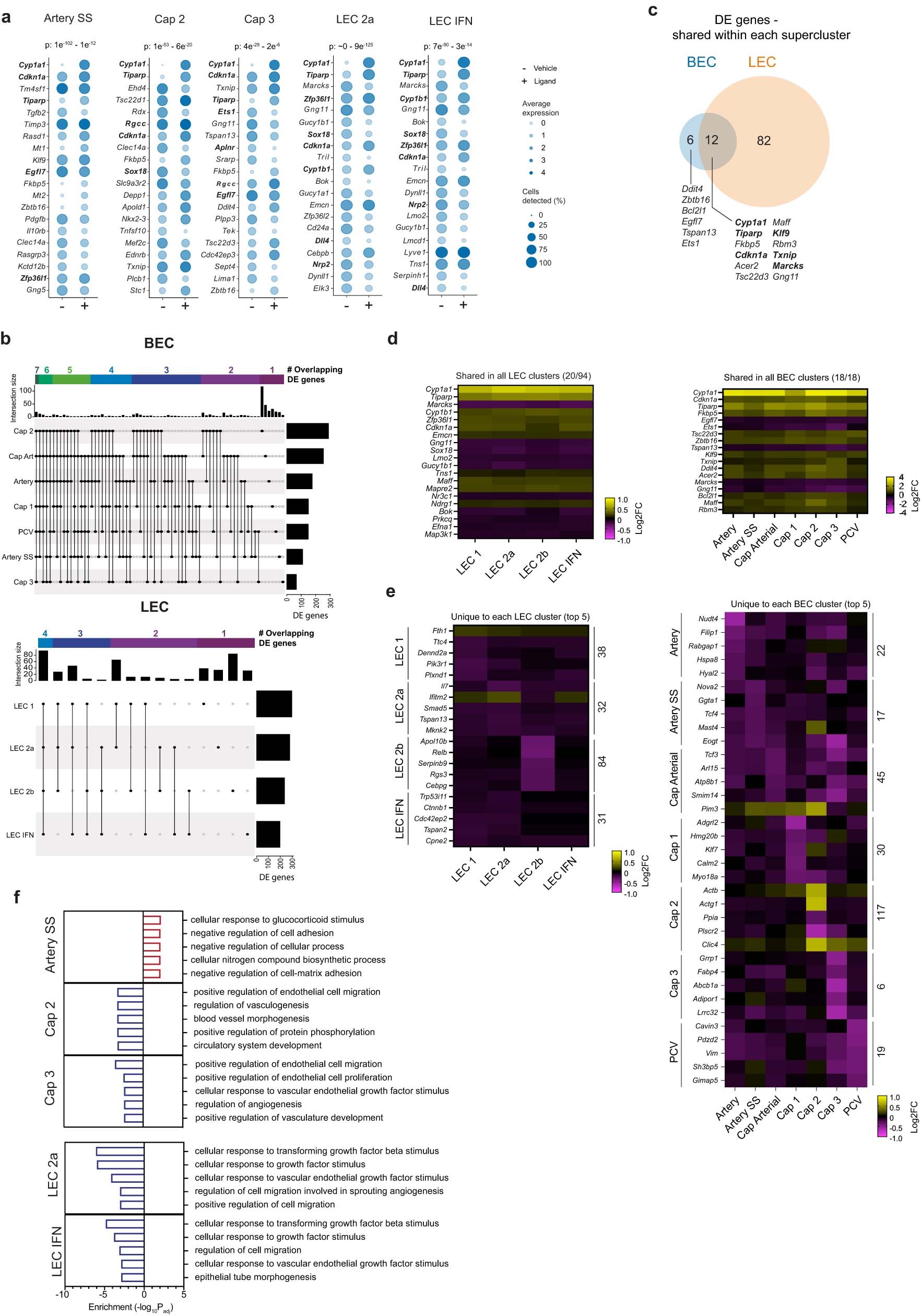 Extended Data Fig. 4: Further differential gene and pathway analysis on each cluster.