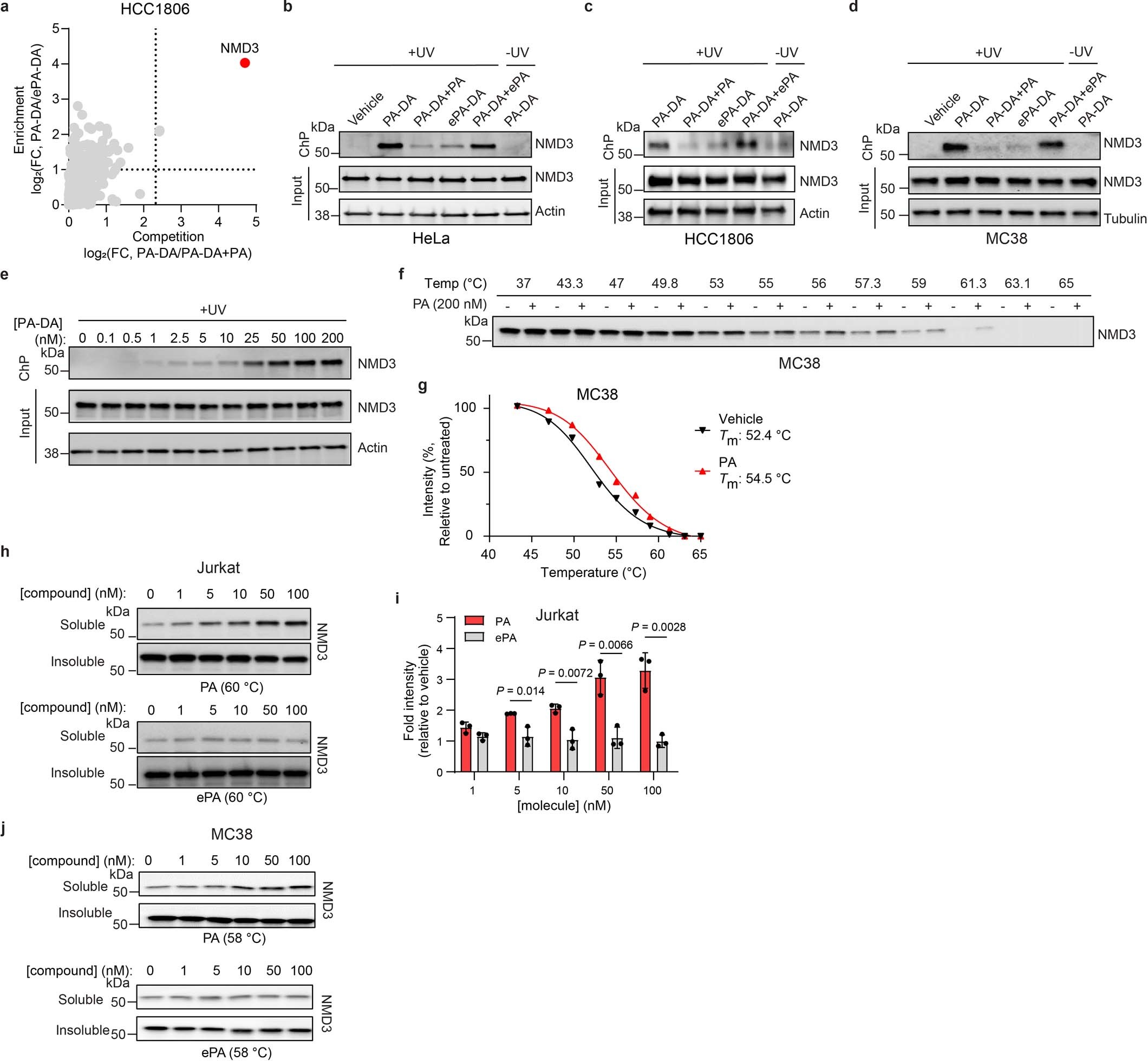 Extended Data Fig. 5: Chemical proteomic analysis reveals NMD3 is the target of portimine A.