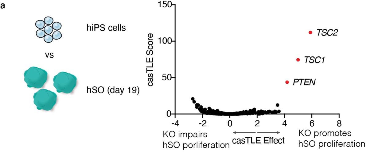Extended Data Fig. 3: Early neural differentiation genes captured in the screen.