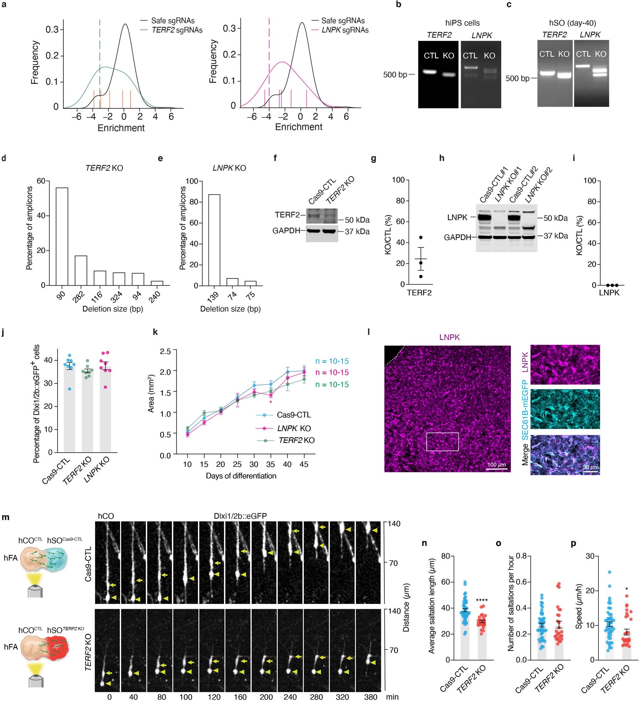 Extended Data Fig. 5: Confirmation of KO efficiency of TERF2 and LNPK and effects of TERF2 loss on interneuron saltatory migration.