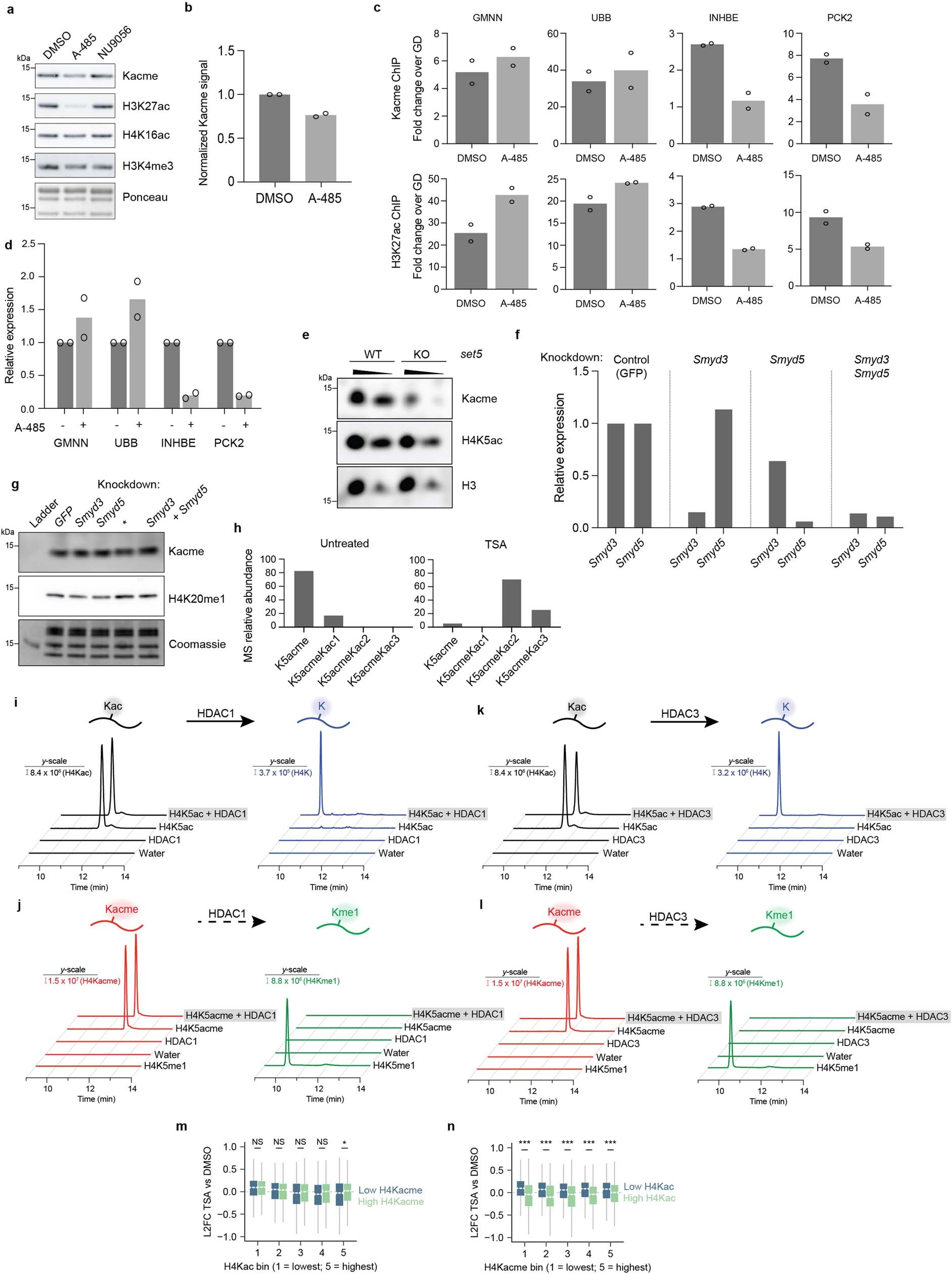 Extended Data Fig. 8: Kacme is affected by acetylation and methylation pathways, and in vitro deacetylation of H4 peptides.