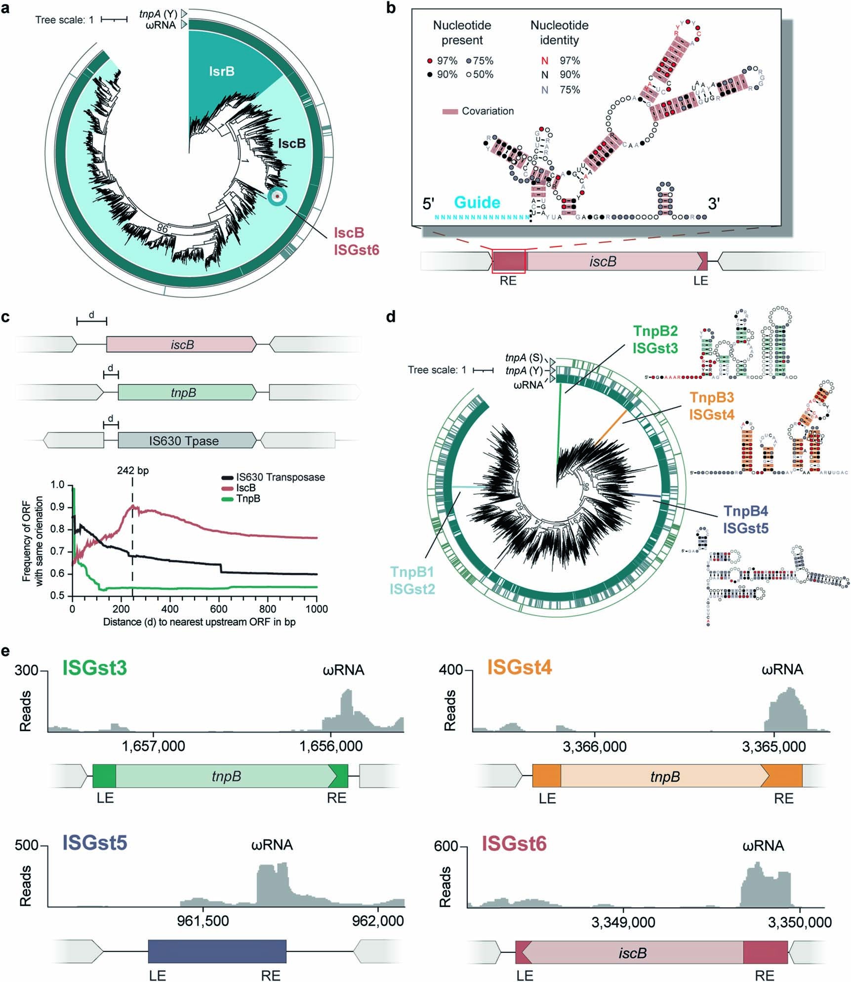 Extended Data Fig. 1: Bioinformatic analyses of IscB and TnpB homologs.