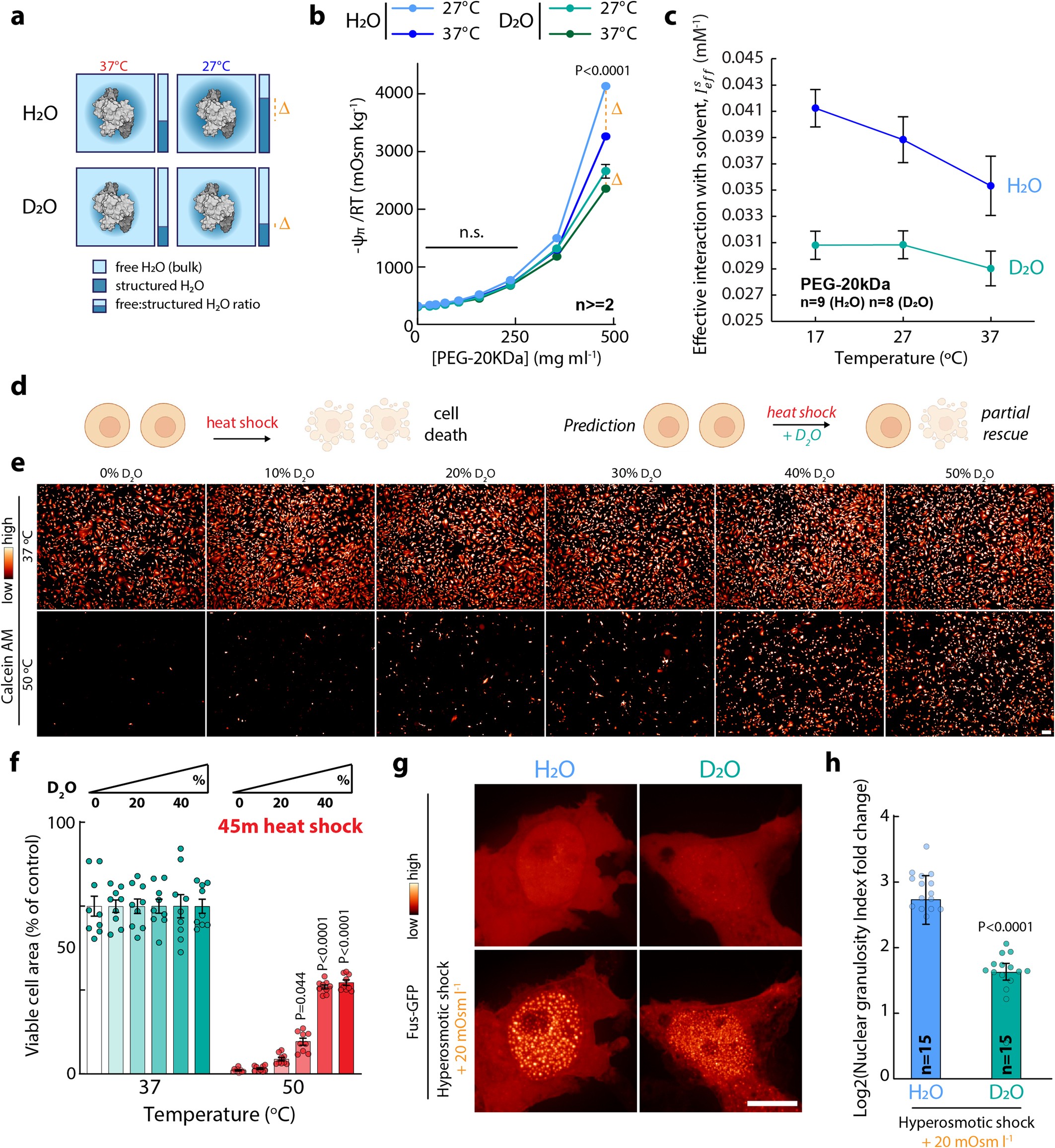 Extended Data Fig. 4: Co-treatment with D2O attenuates the effects of acute temperature and external osmolarity change, and attenuates cell death from heat shock.