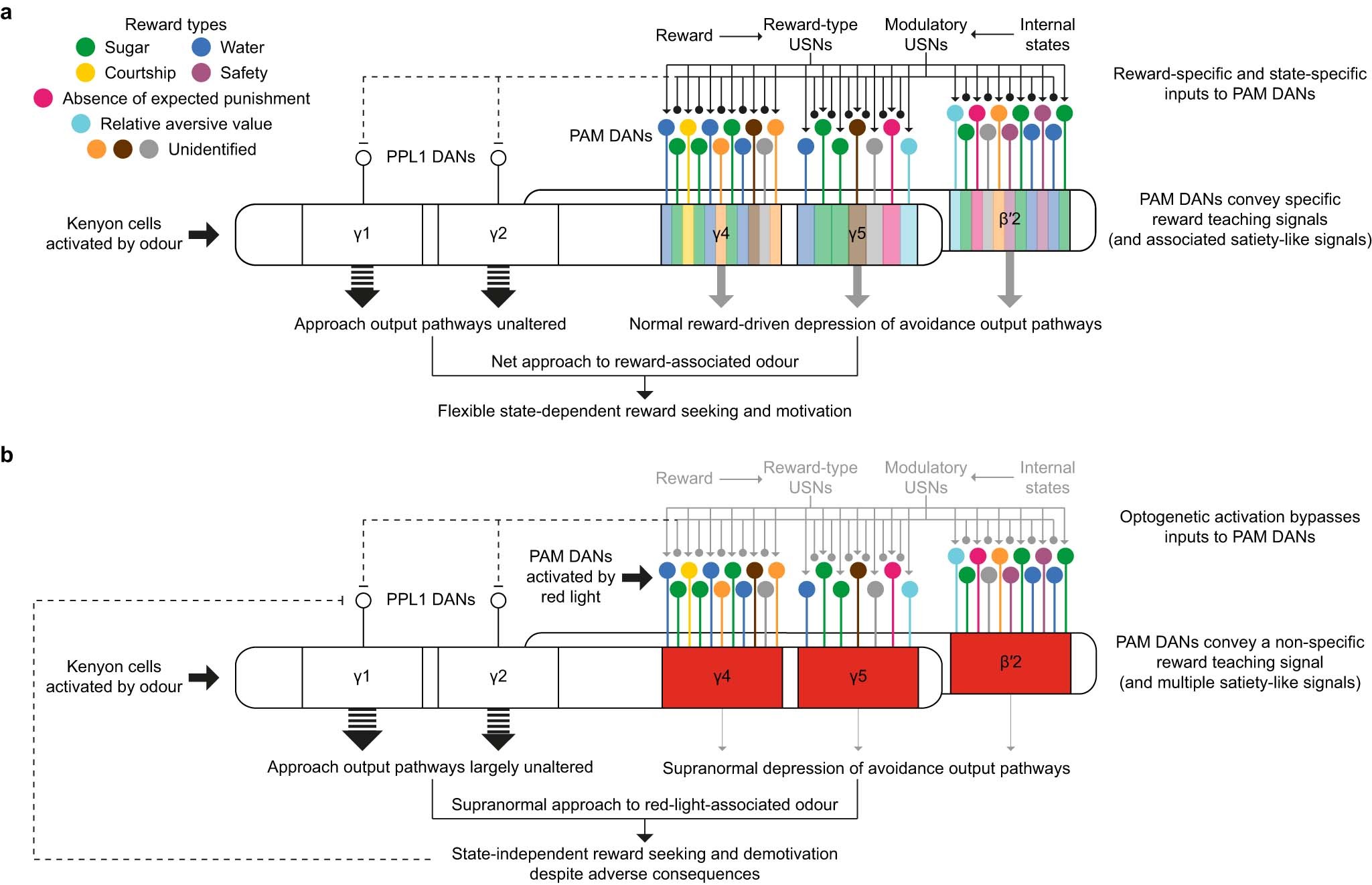 Extended Data Fig. 9: Artificial activation of β′2, γ4, and γ5 DANs simultaneously conveys multiple reward types and satiety-like signals.