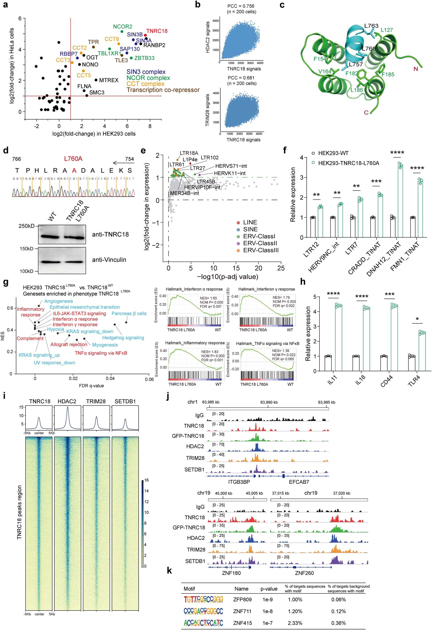 Extended Data Fig. 9: TNRC18 binds corepressors, mediating transcriptional repression.