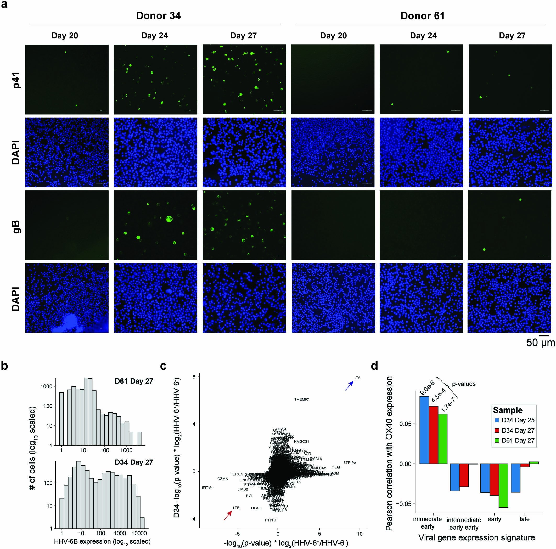 Extended Data Fig. 6: Supporting analyses of HHV-6 expression dynamics during in vitro CAR T cell culture.