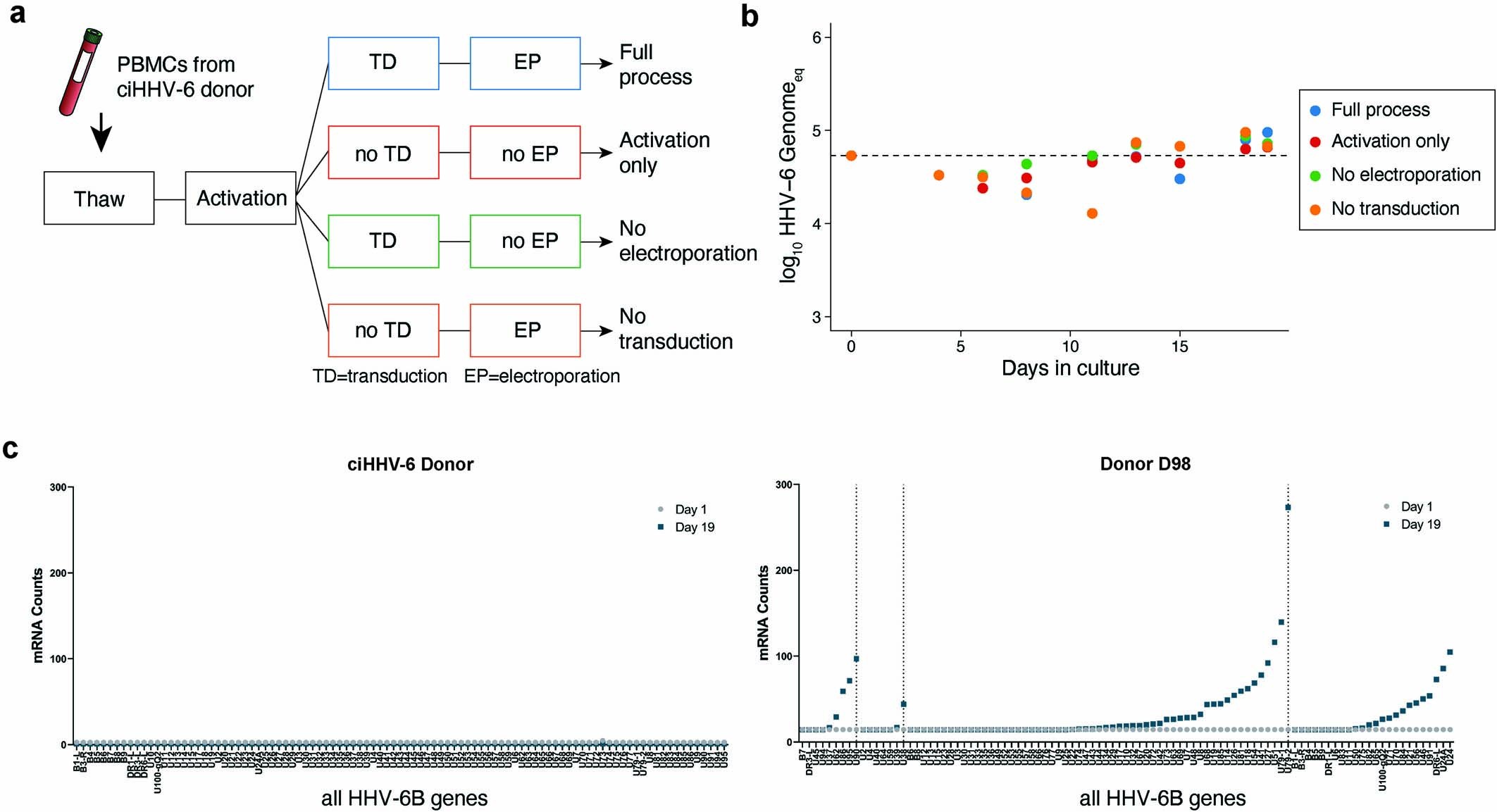 Extended Data Fig. 7: Quantification of HVV6 expression during the manufacturing of allogeneic CAR T cells from a donor with ciHHV-6 under different conditions.