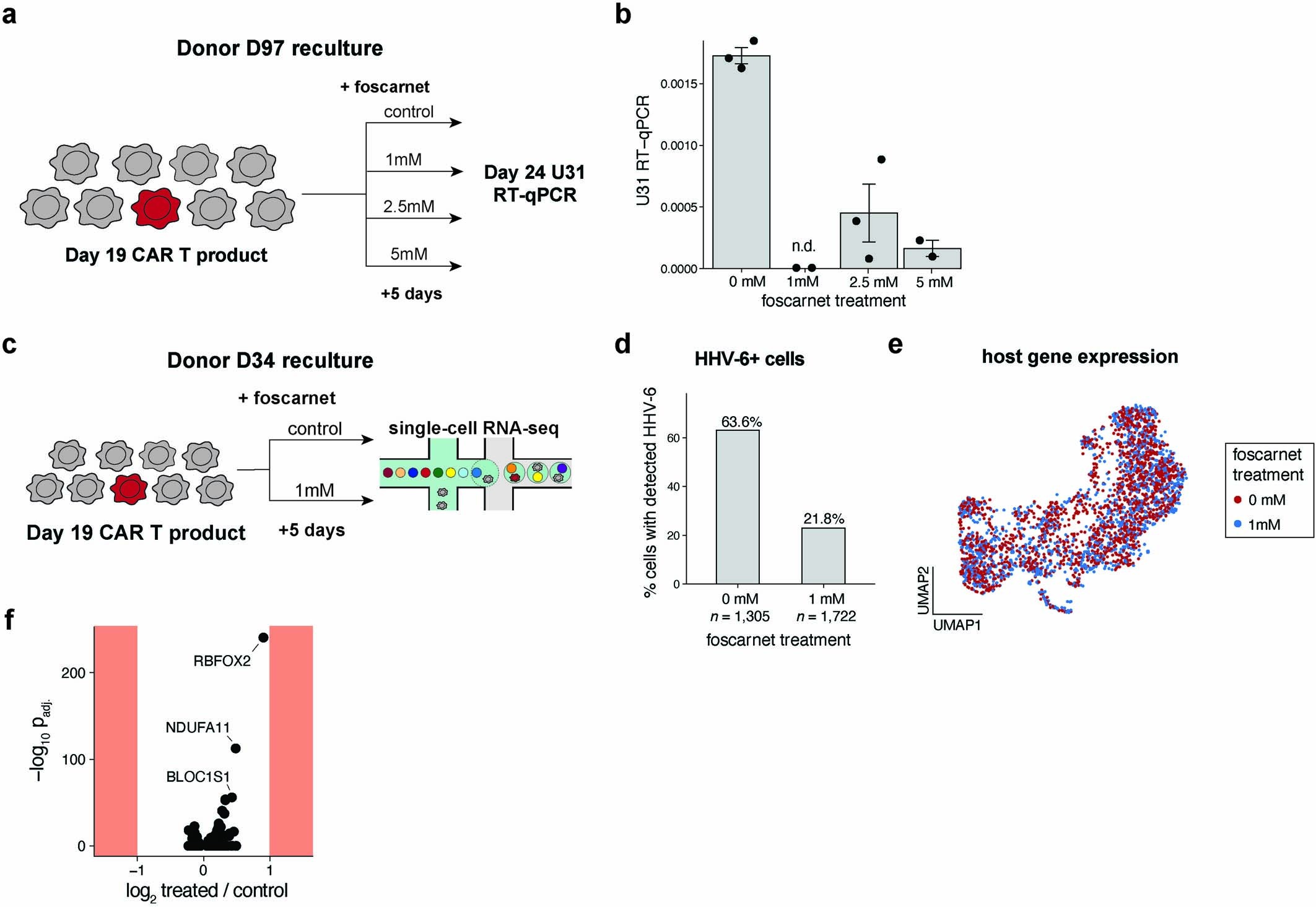 Extended Data Fig. 8: Mitigation of HHV-6 reactivation and spreading via foscarnet treatment in vitro.