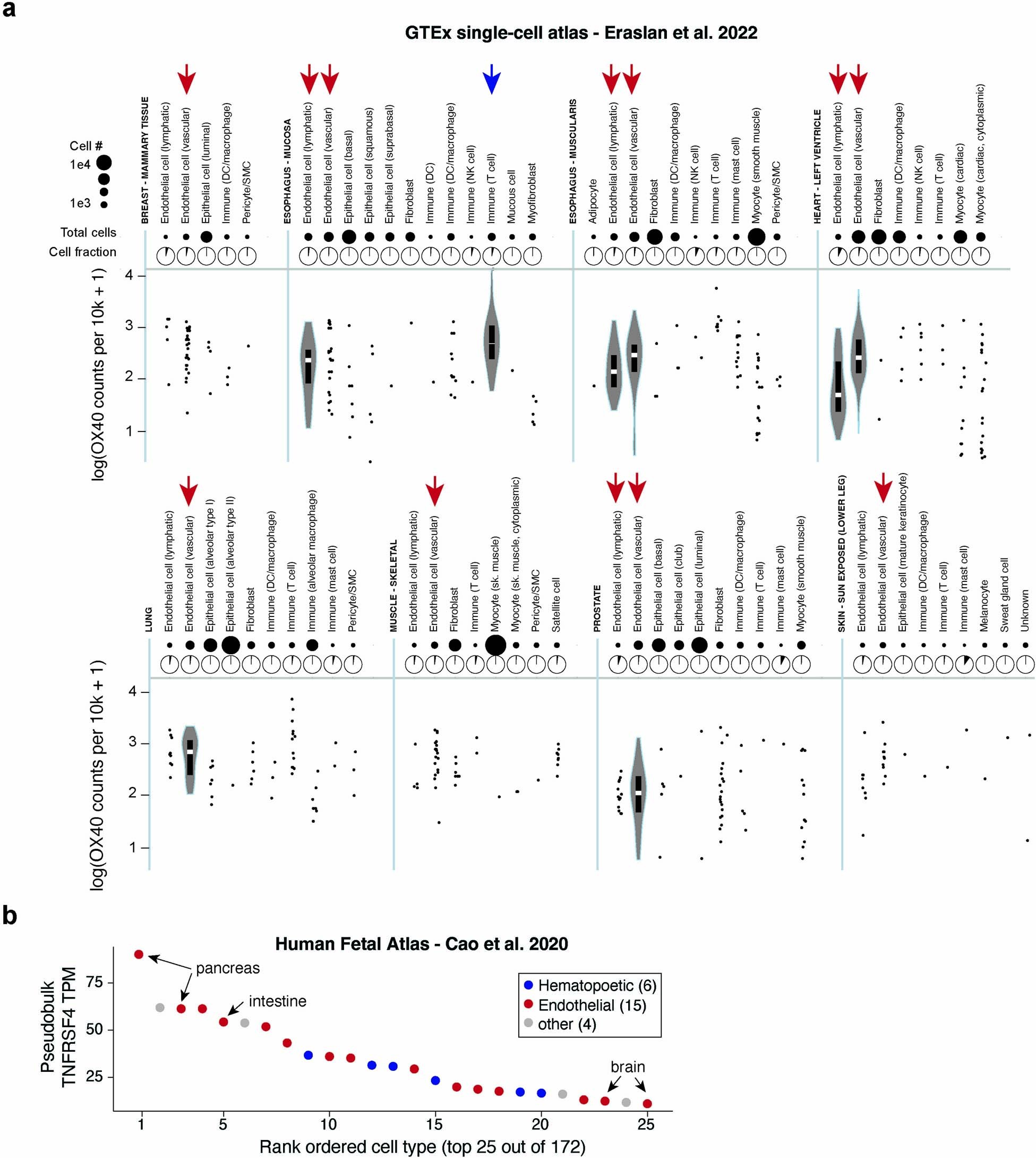 Extended Data Fig. 2: Characterization of OX40 gene expression in resting and stimulated endothelial cells.