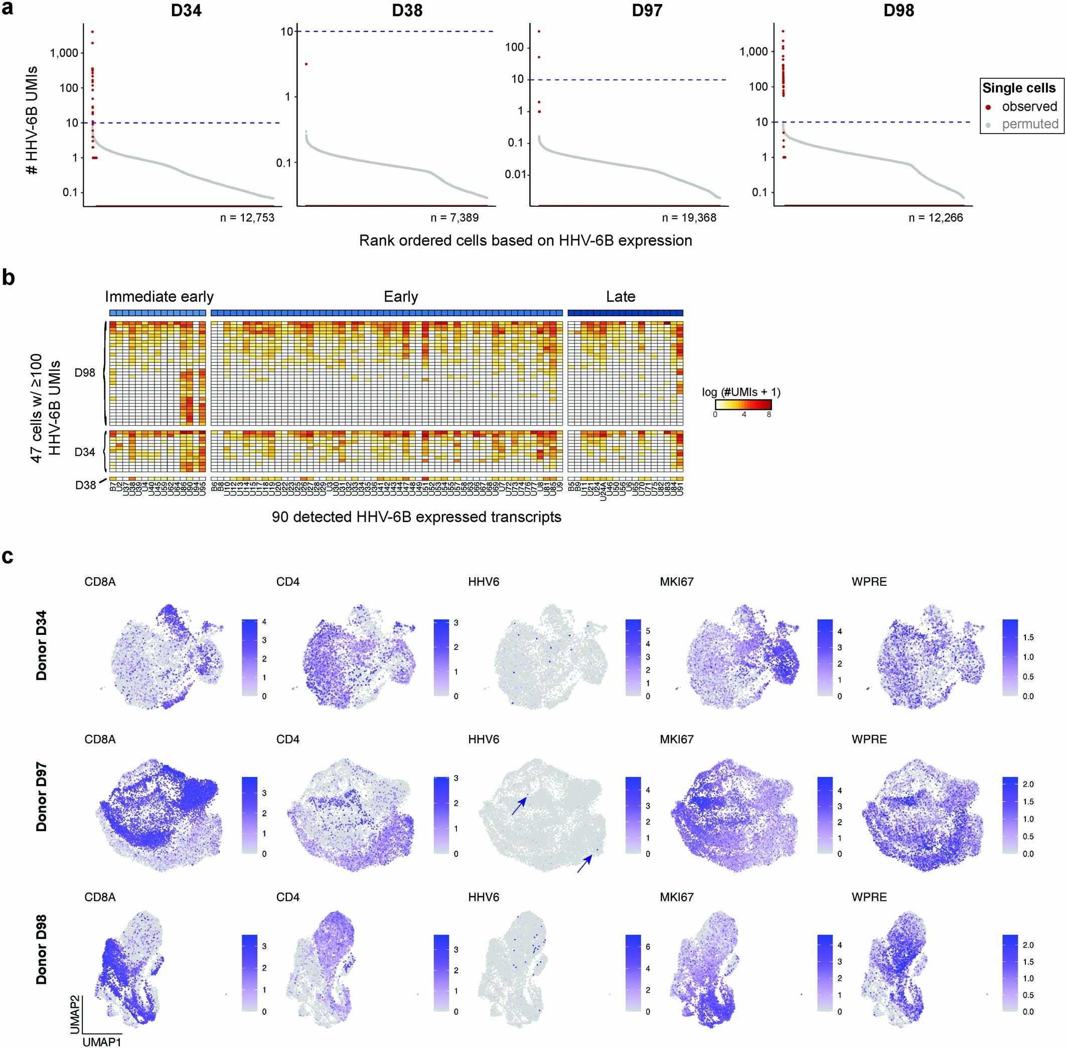 Extended Data Fig. 4: Supporting analyses for HHV-6 expression during in vitro CAR T cell culture.