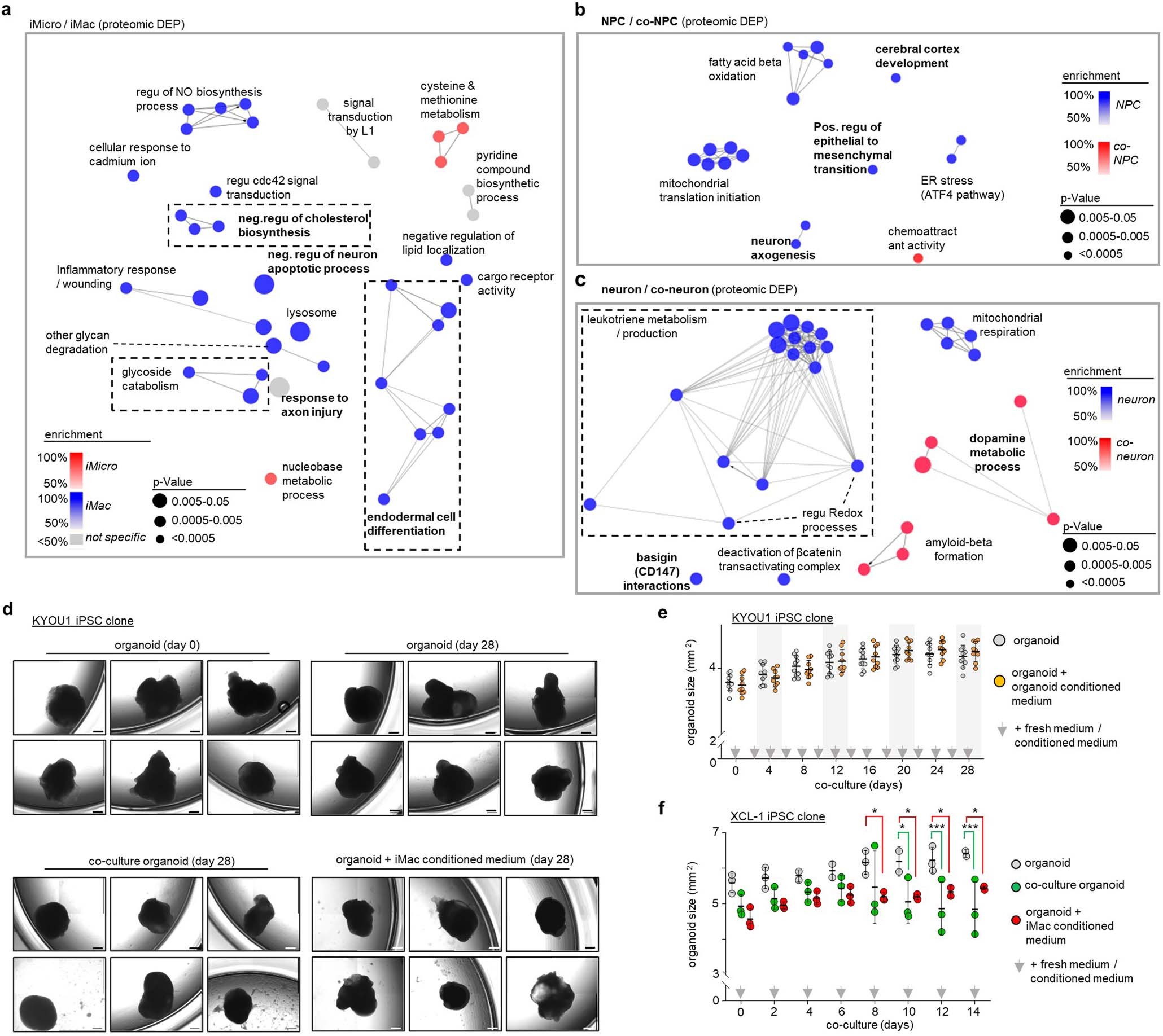 Extended Data Fig. 8: Pathway analysis from proteomic data, impact of conditioned medium on organoid growth.