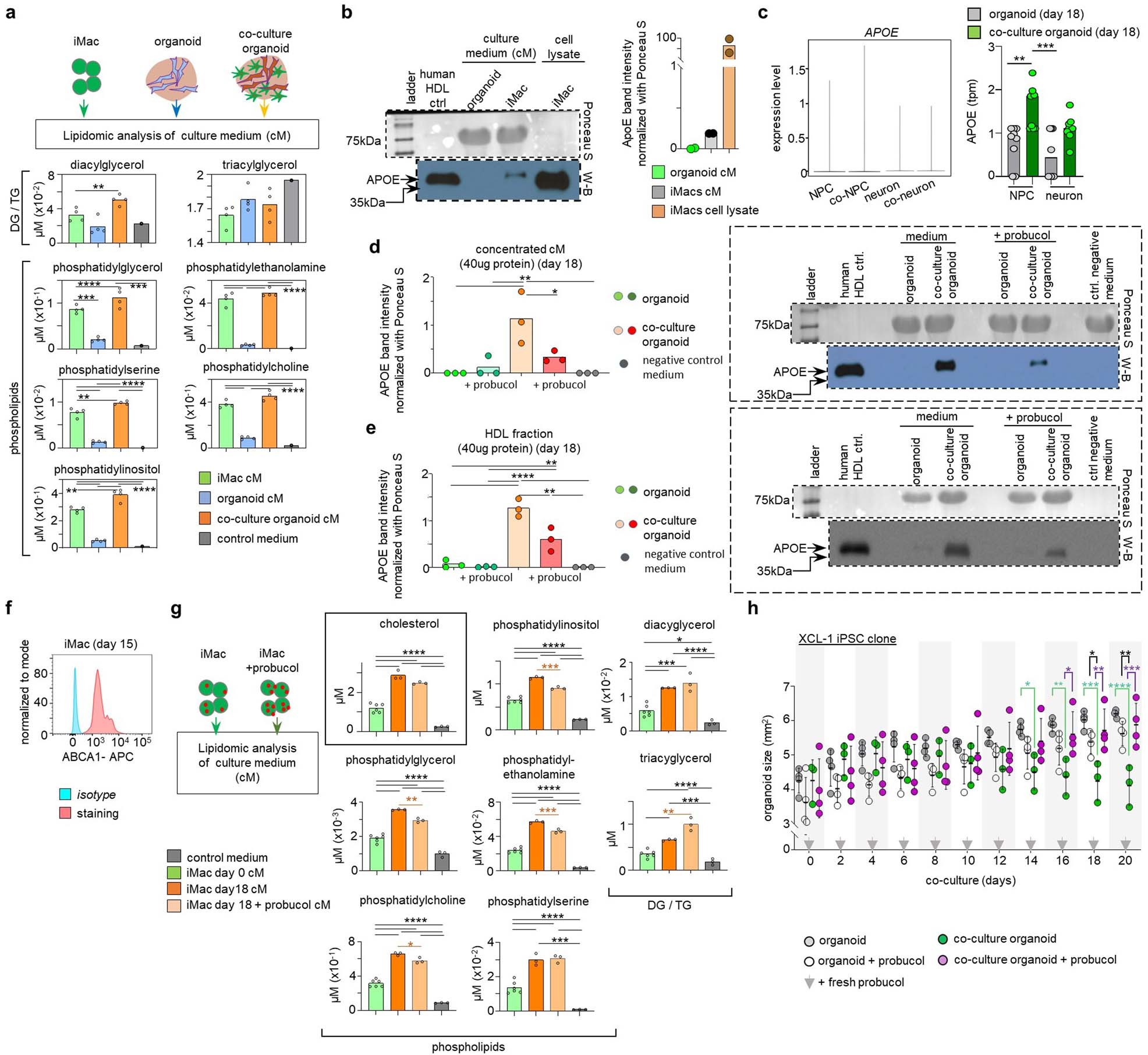 Extended Data Fig. 9: Composition of co-culture organoid conditioned medium.