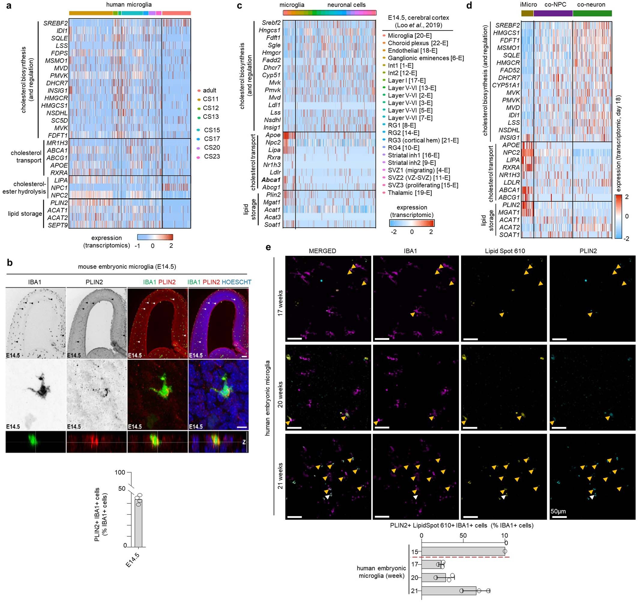Extended Data Fig. 10: Identification of iMicro signature in datasets and during fetal development.