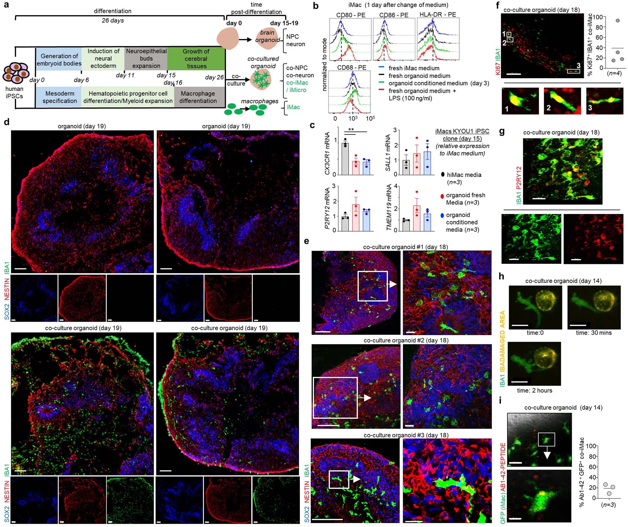 Extended Data Fig. 1: Phenotypic characterization of iMicro.
