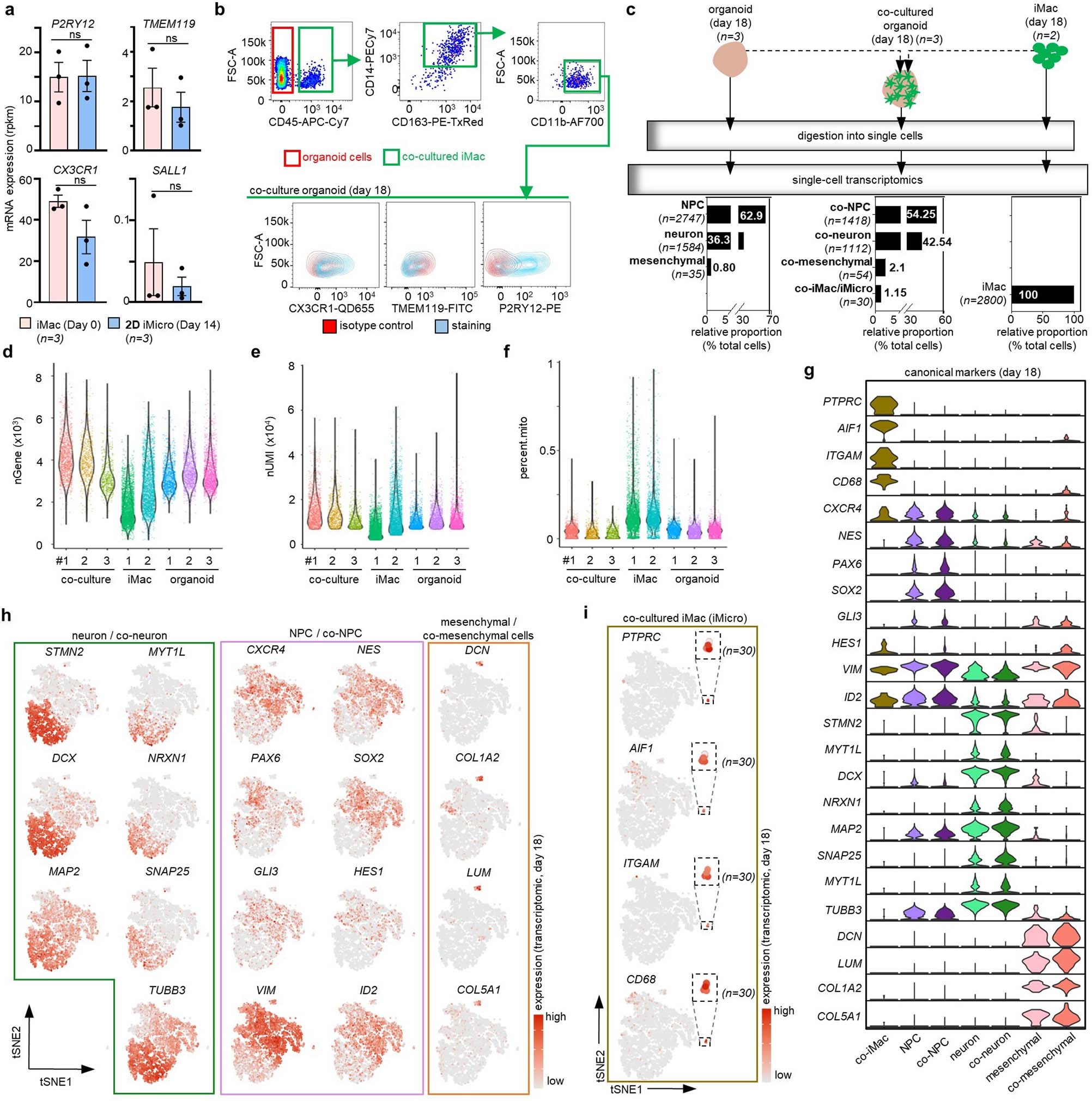 Extended Data Fig. 2: Identity of cell populations from single-cell RNAseq data.