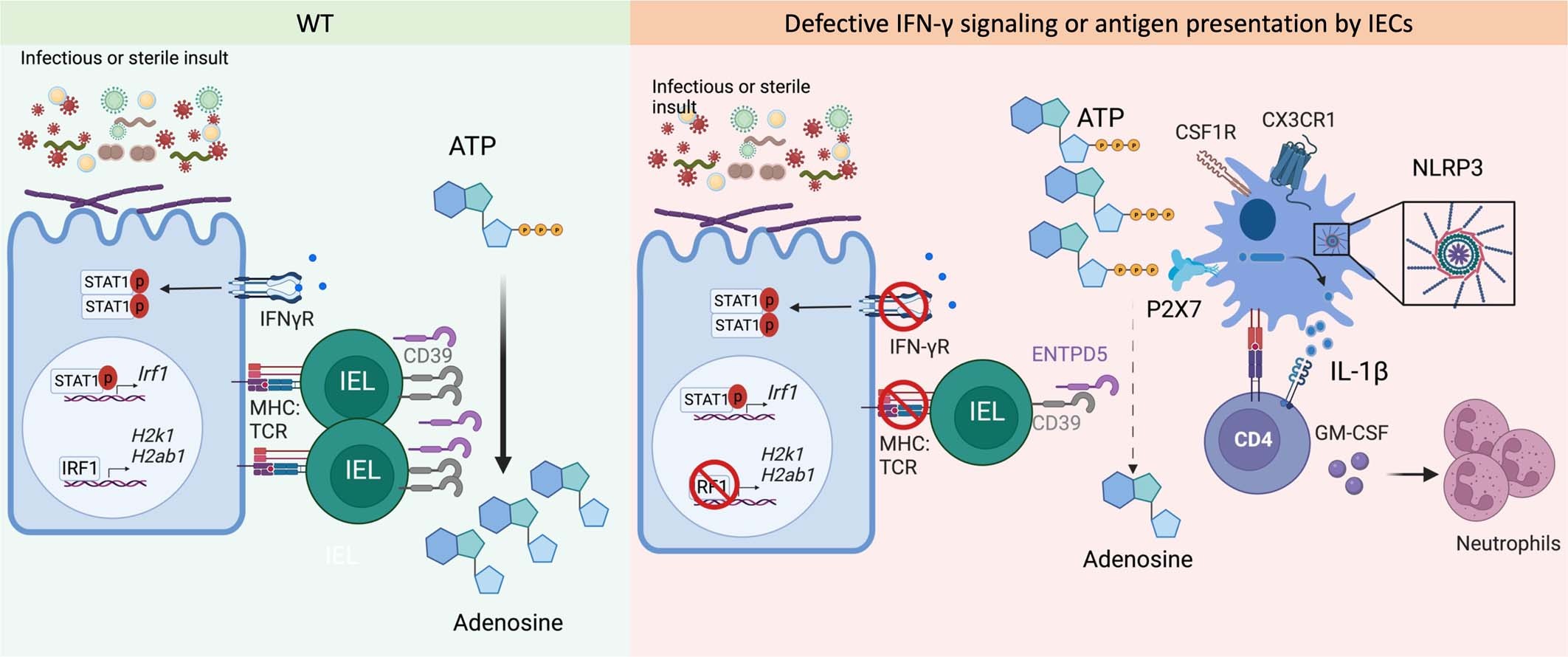 Extended Data Fig. 11