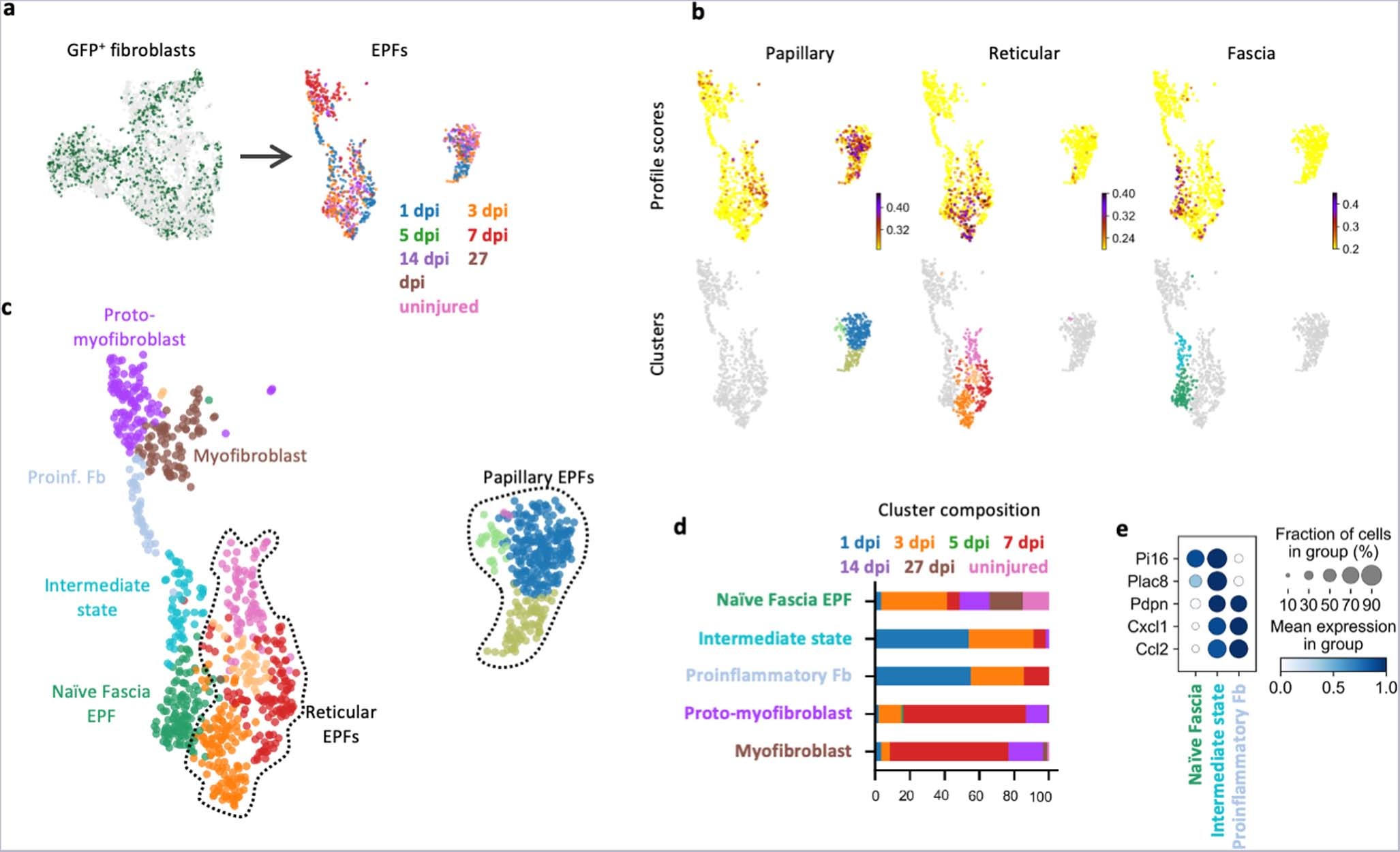 Extended Data Fig. 2: Fascia-to-myofibroblast differentiation occurs within the En1-lineage.