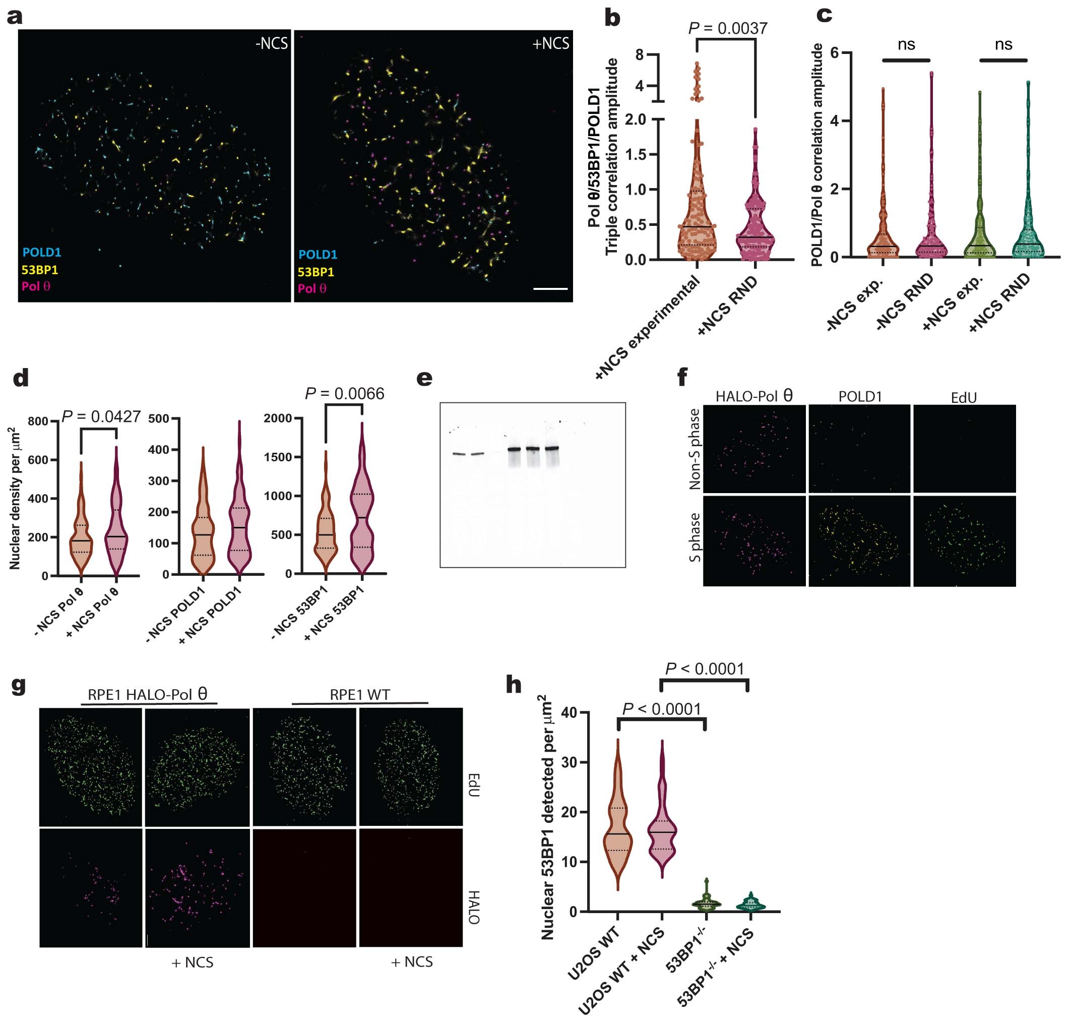 Extended Data Fig. 8: Polδ associates with Polθ at sites of damage.