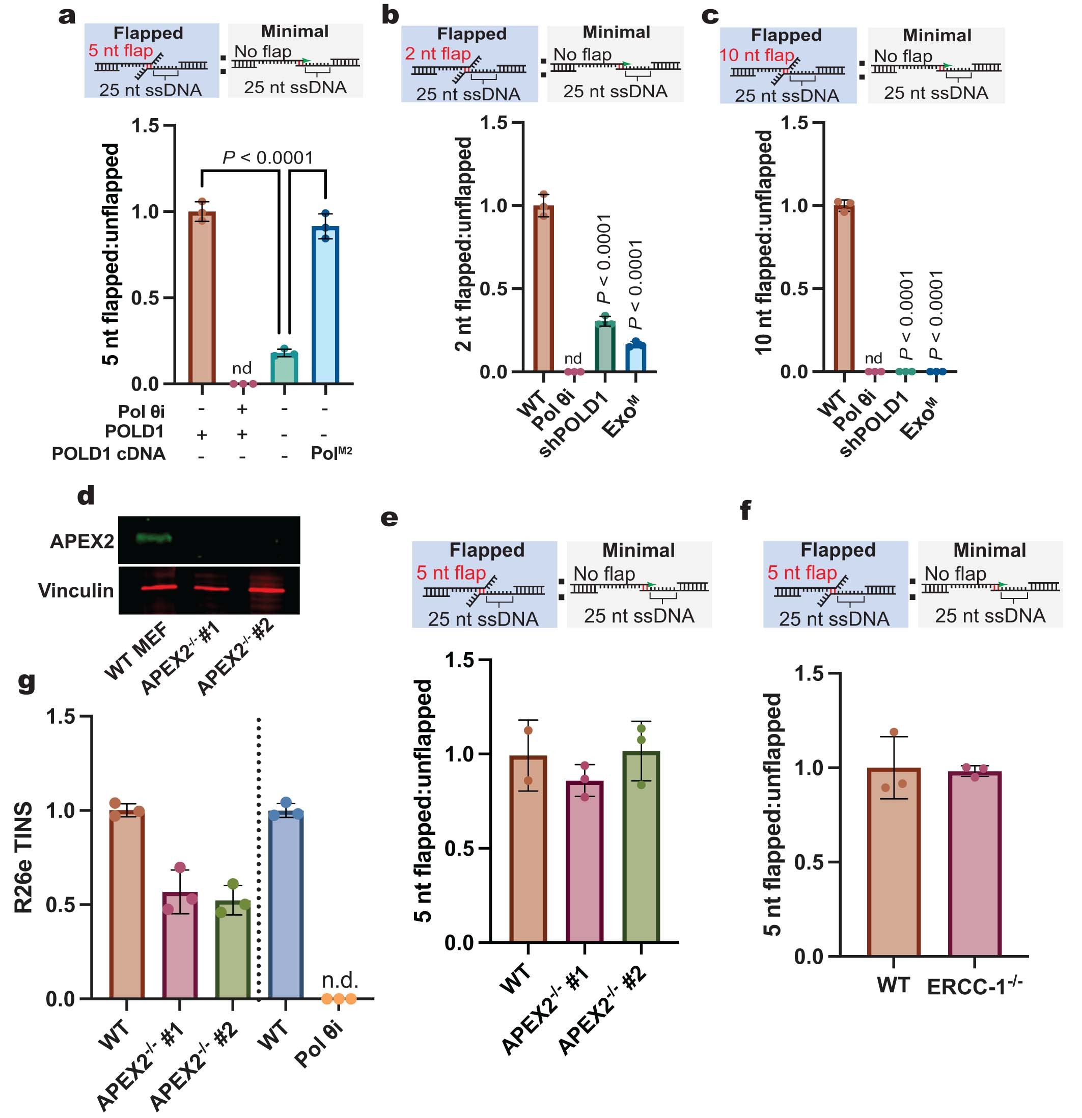 Extended Data Fig. 3: TMEJ flap cleavage depends on Polδ.