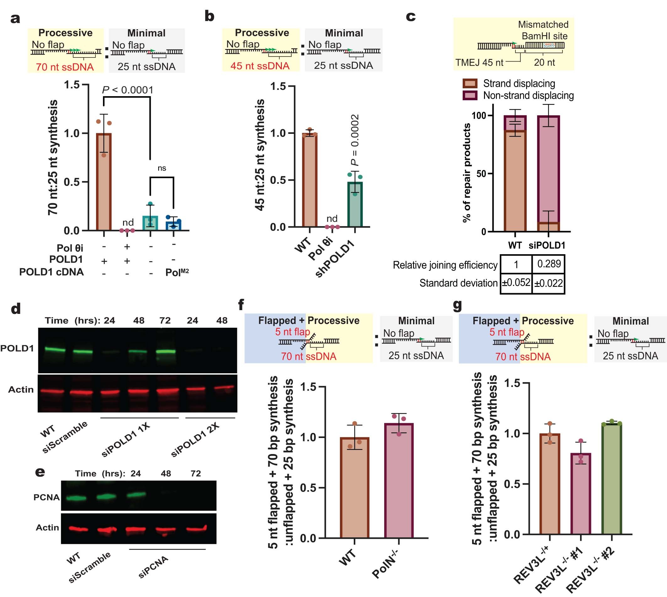 Extended Data Fig. 4: Polδ performs processive synthesis in TMEJ.