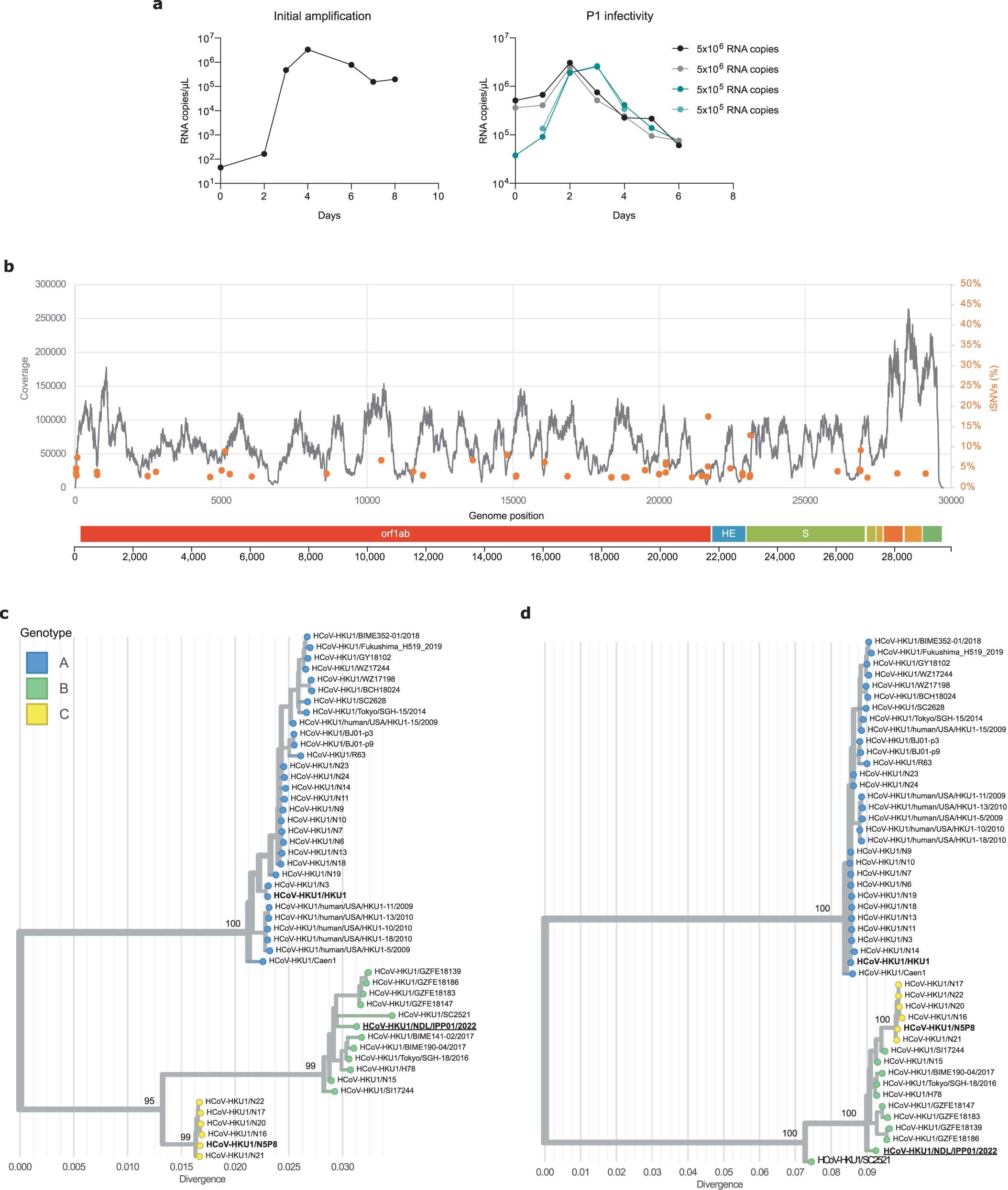 Extended Data Fig. 8: Isolation and characterization of a live HKU1B virus. a. Viral RNA copies in the supernatant of HBE cells were quantified by RT-qPCR.