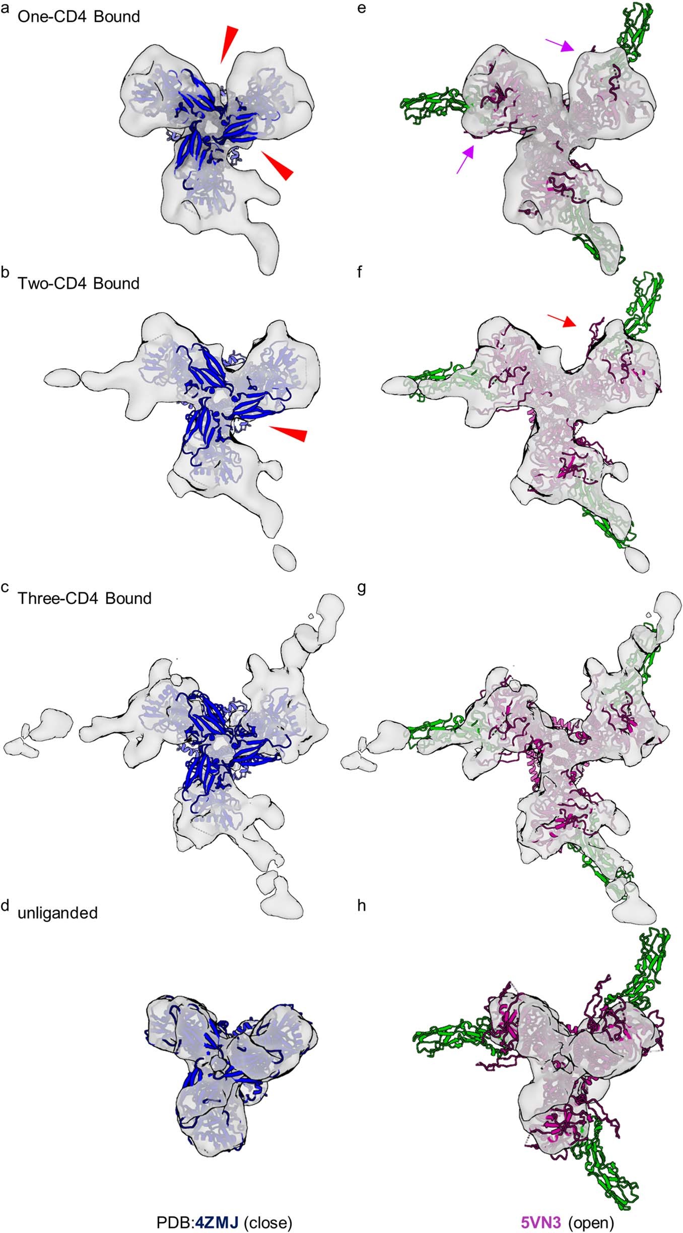 Extended Data Fig. 6: HIV-1 Env trimers bound to one and two CD4 molecules are asymmetric with protomers adopting distinct conformational states.