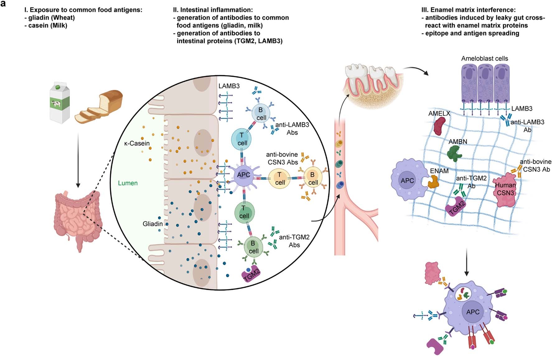 Extended Data Fig. 9: Model for ameloblast-specific autoantibody production in patients with coeliac disease.