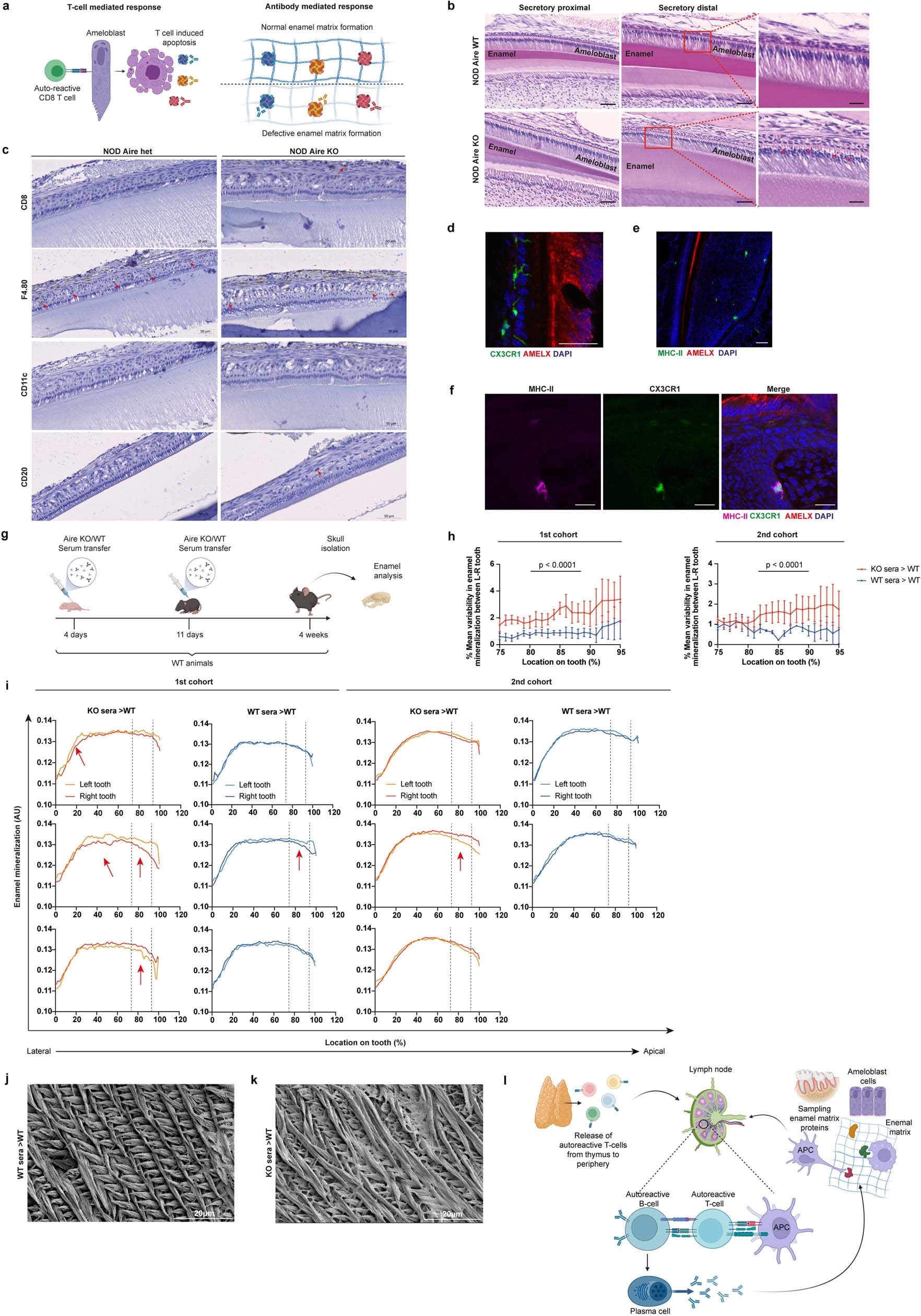 Extended Data Fig. 5: Defective enamel formation in AIRE-deficient mice is driven by autoantibodies.