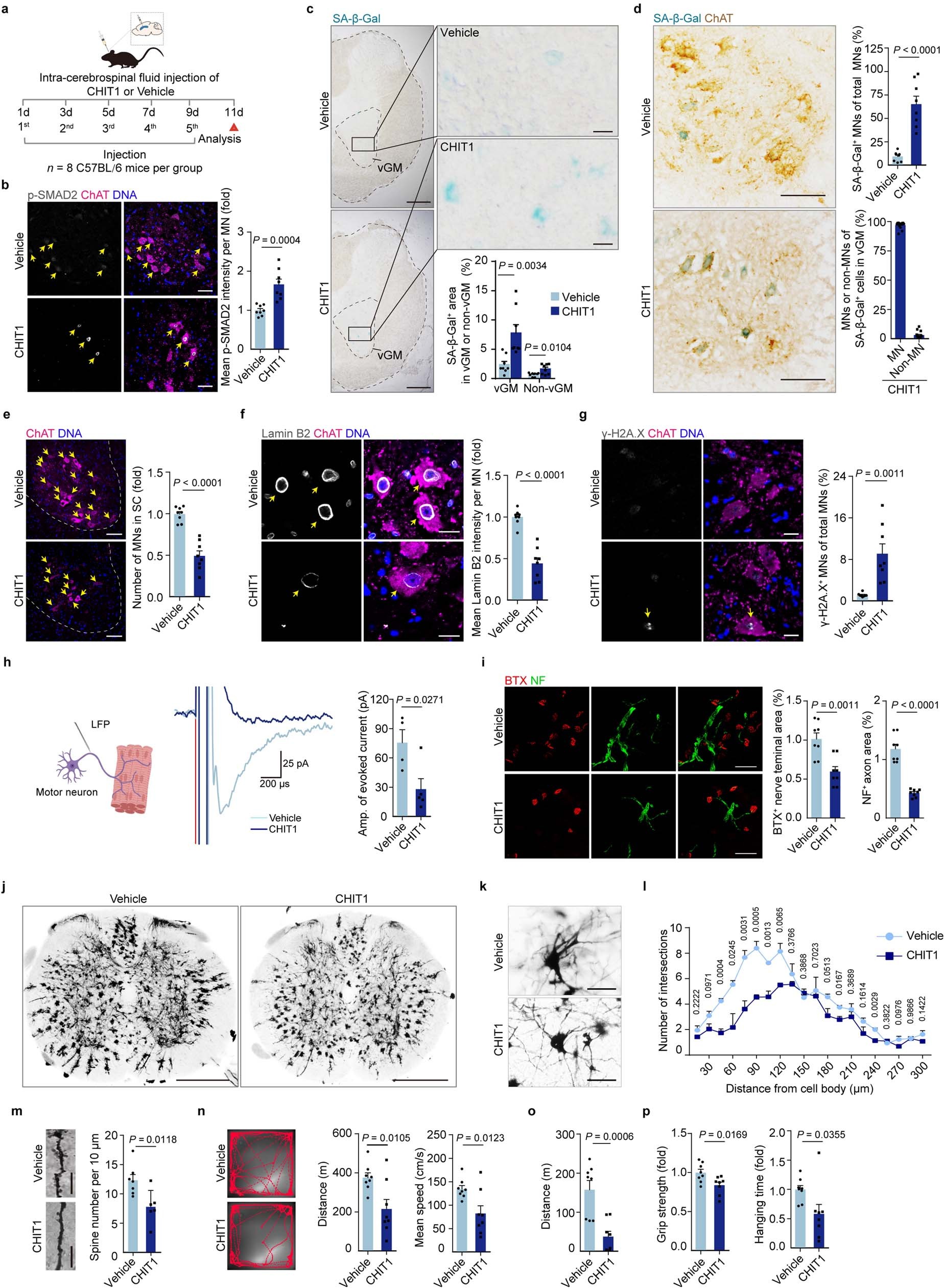 Extended Data Fig. 8: Intra-cerebrospinal fluid injection of CHIT1 induces accelerated MN senescence in mouse spinal cords.