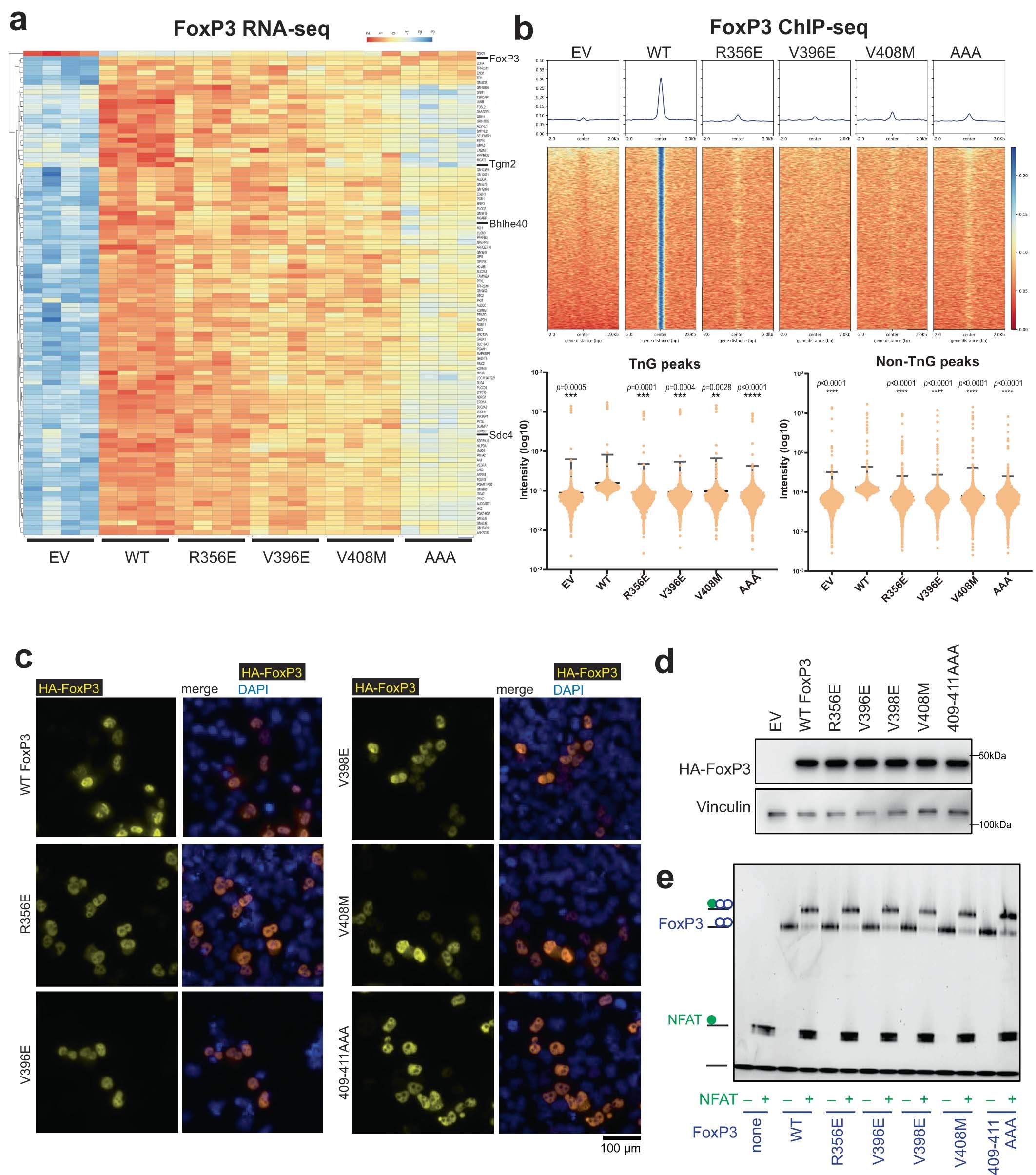 Extended Data Fig. 5: Characterization of intra-rung interface mutant FoxP3.