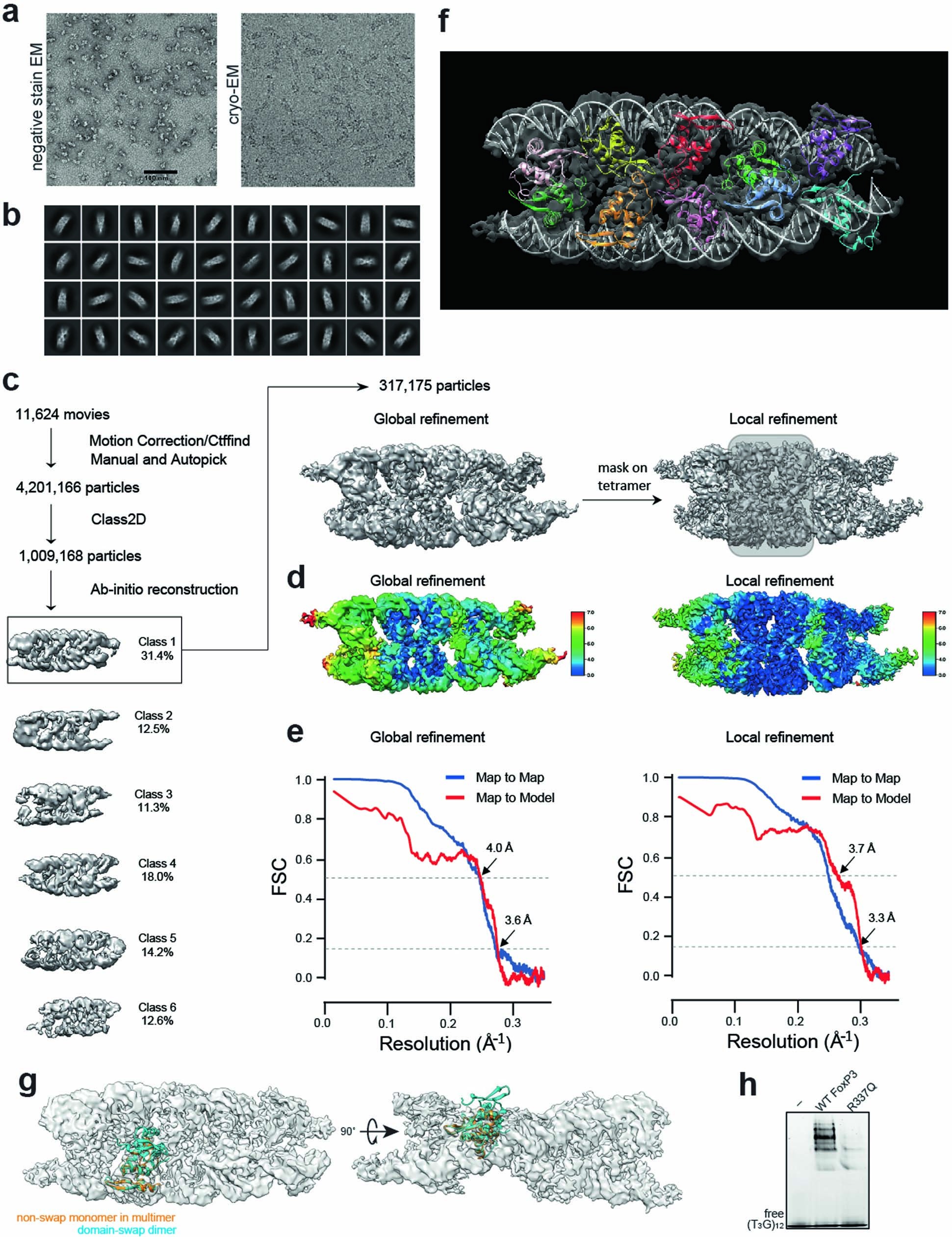 Extended Data Fig. 2: Cryo-EM structure of the FoxP3∆N–(T3G)18 complex.