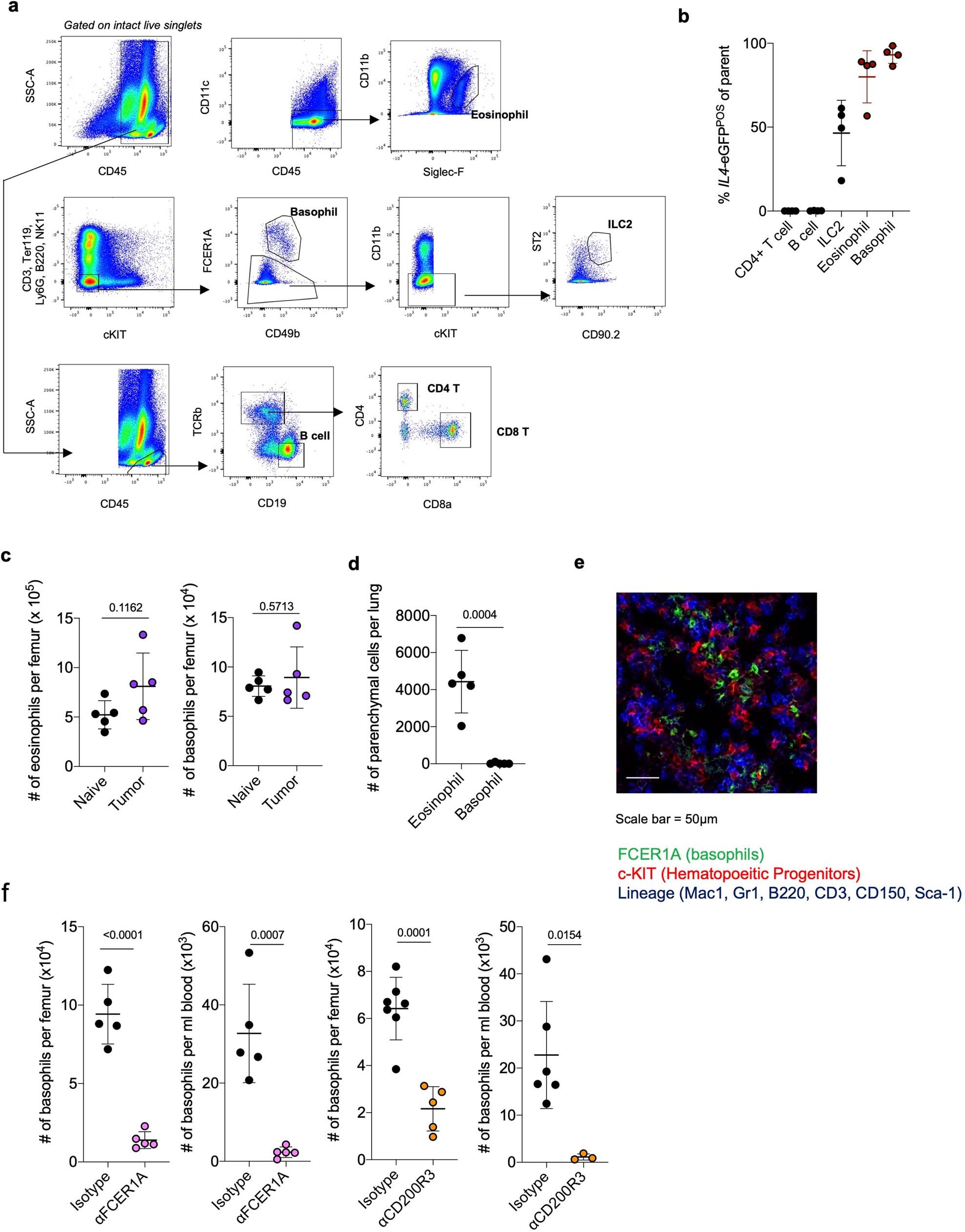 Extended Data Fig. 6: Dynamics of Type 2 granulocytes in BM.