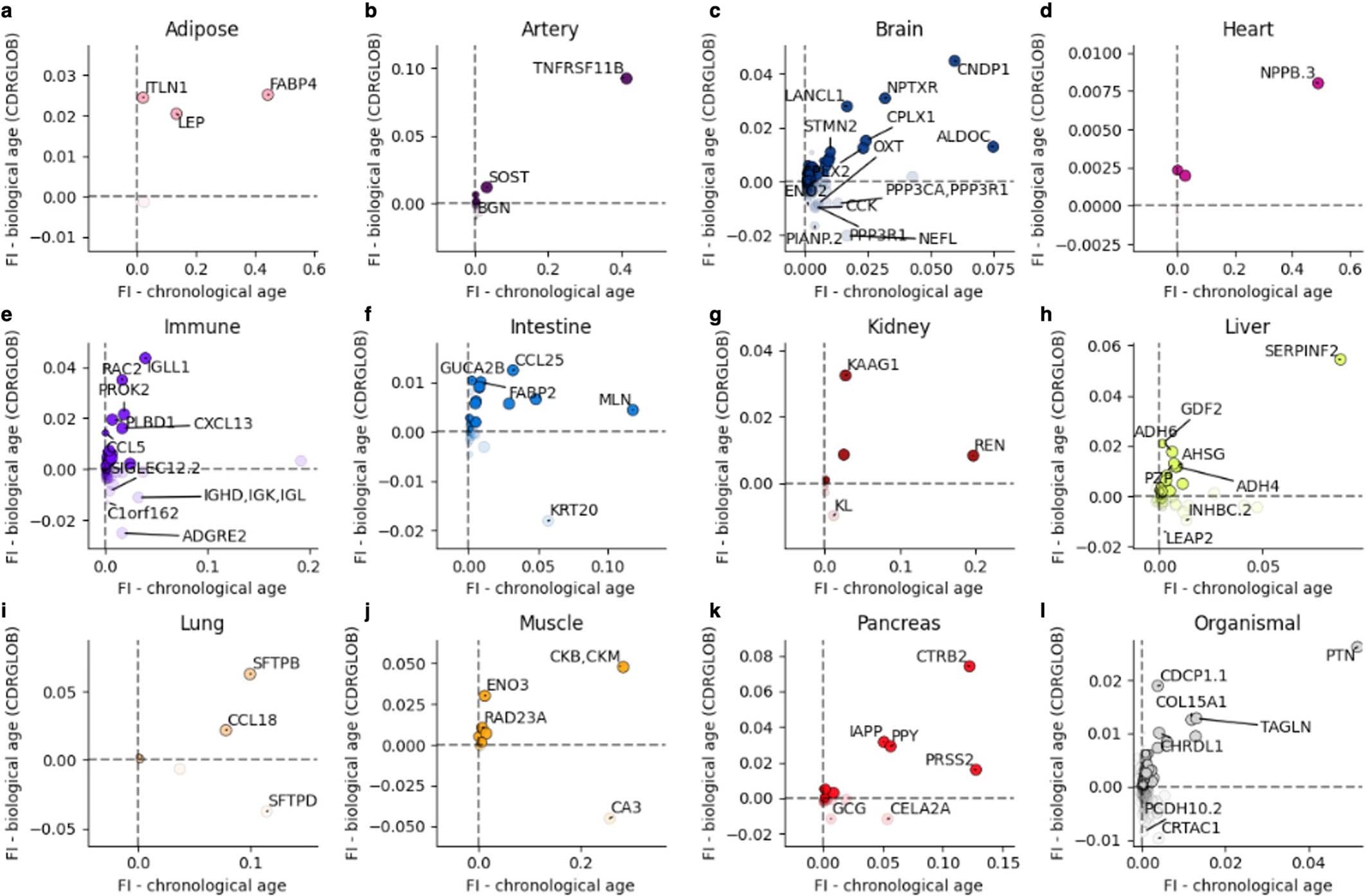 Extended Data Fig. 7: Feature Importance for Biological Aging (FIBA) plots for all aging models in relation to cognition.
