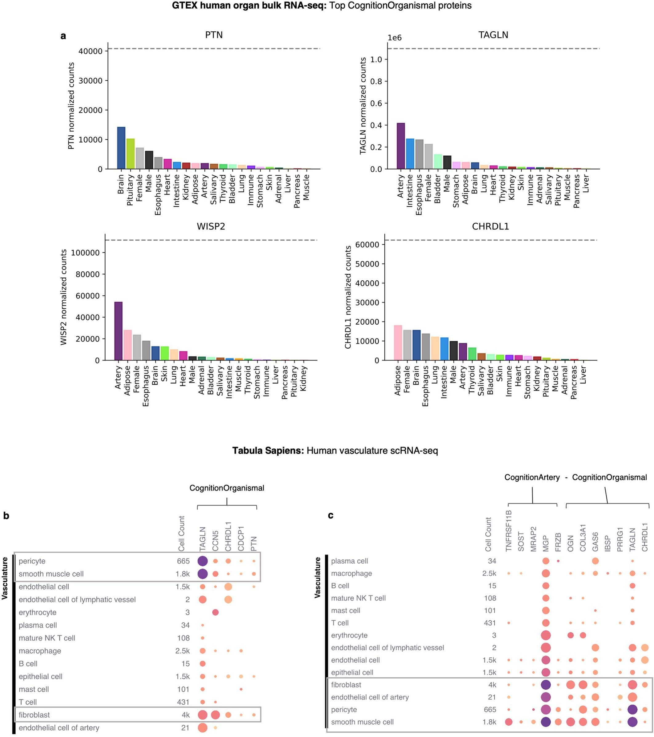 Extended Data Fig. 10: Mapping CognitionOrganismal and CognitionArtery proteins to human organs and cell types.