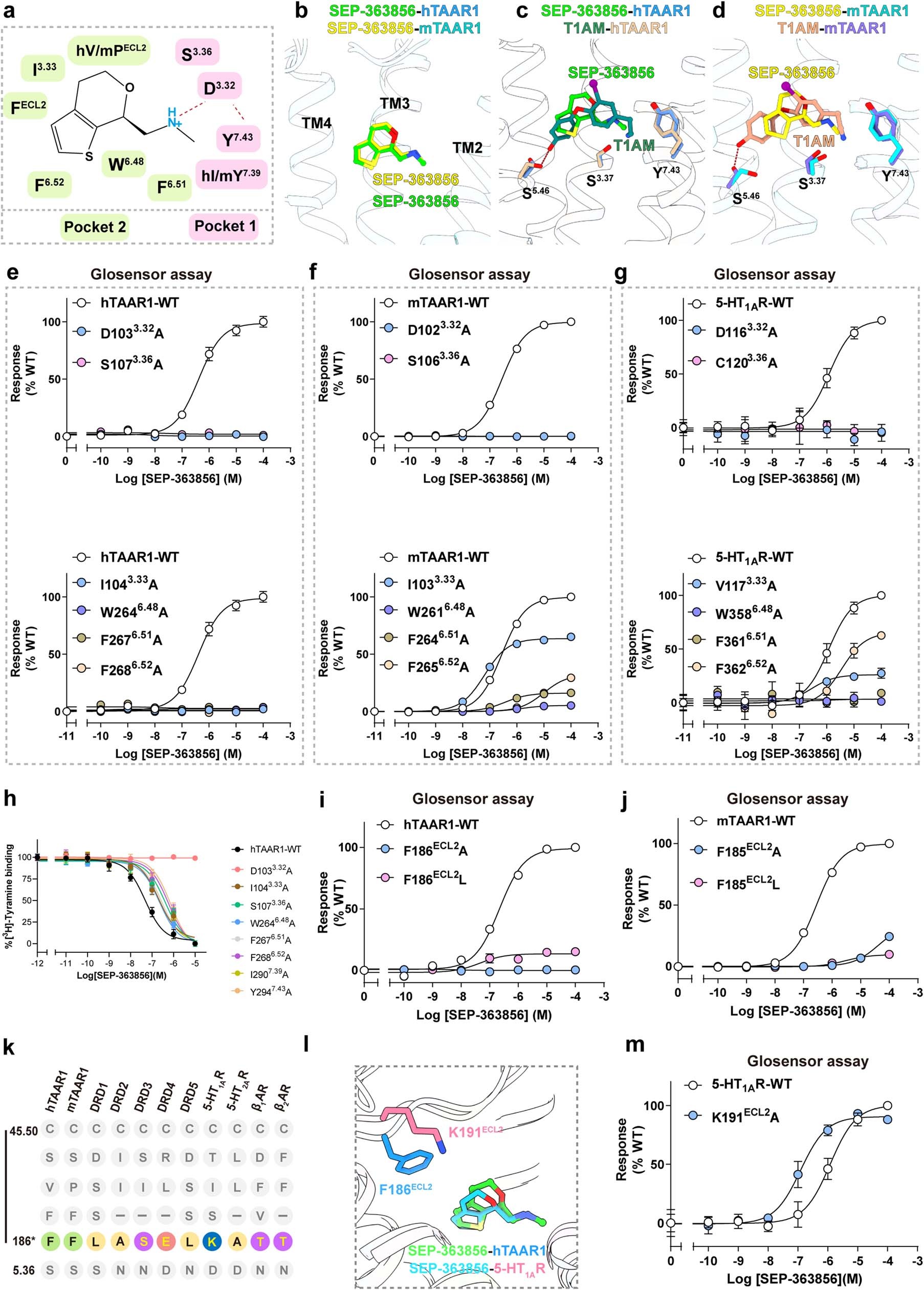 Extended Data Fig. 5: Pharmacological characterization of SEP-363856 at TAAR1 and 5-HT1AR.